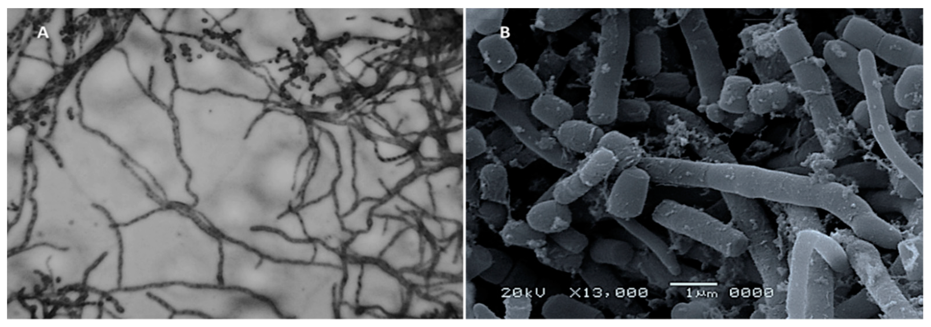 Plants 10 01760 g004