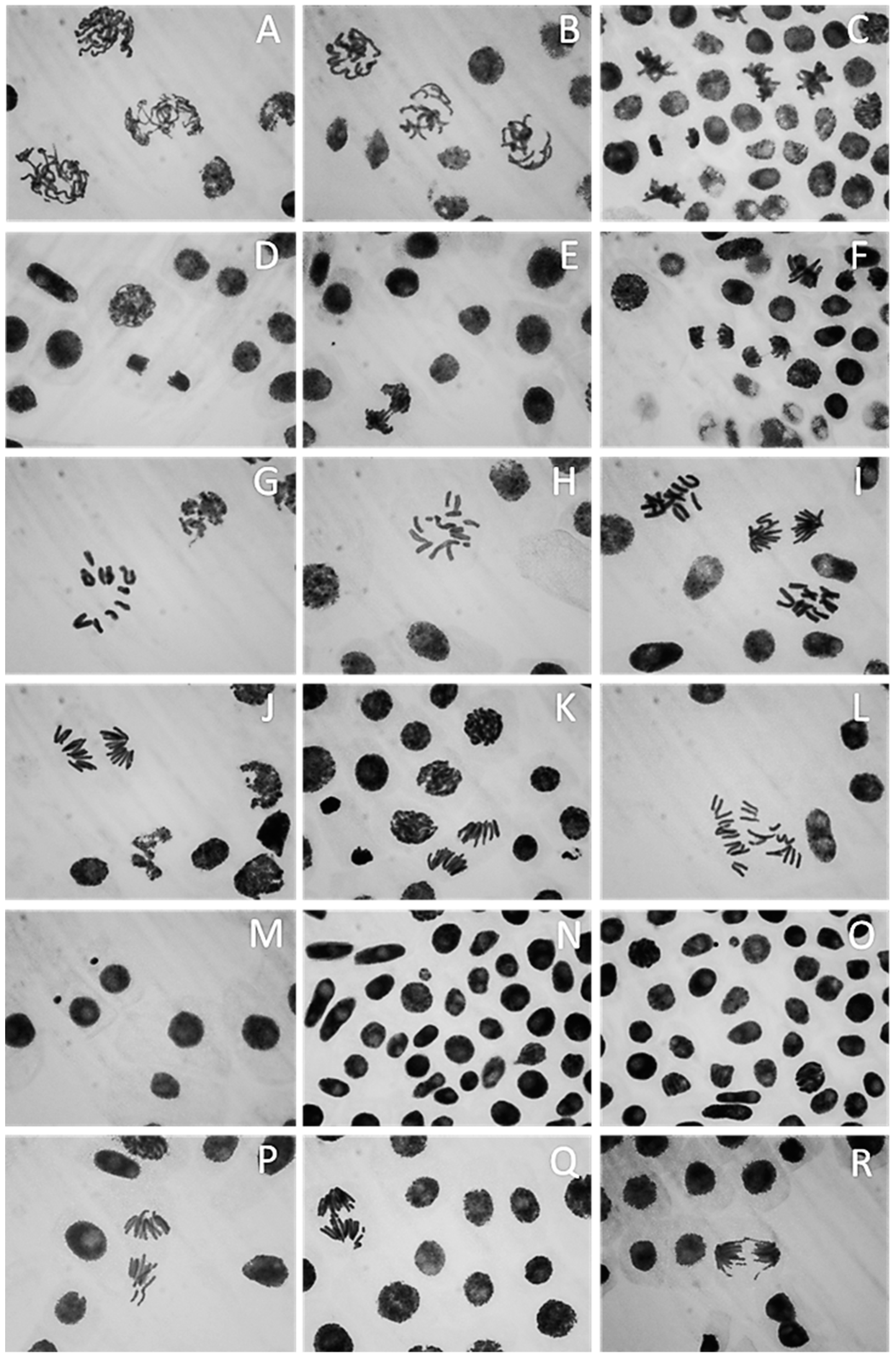 Plants 10 01760 g011