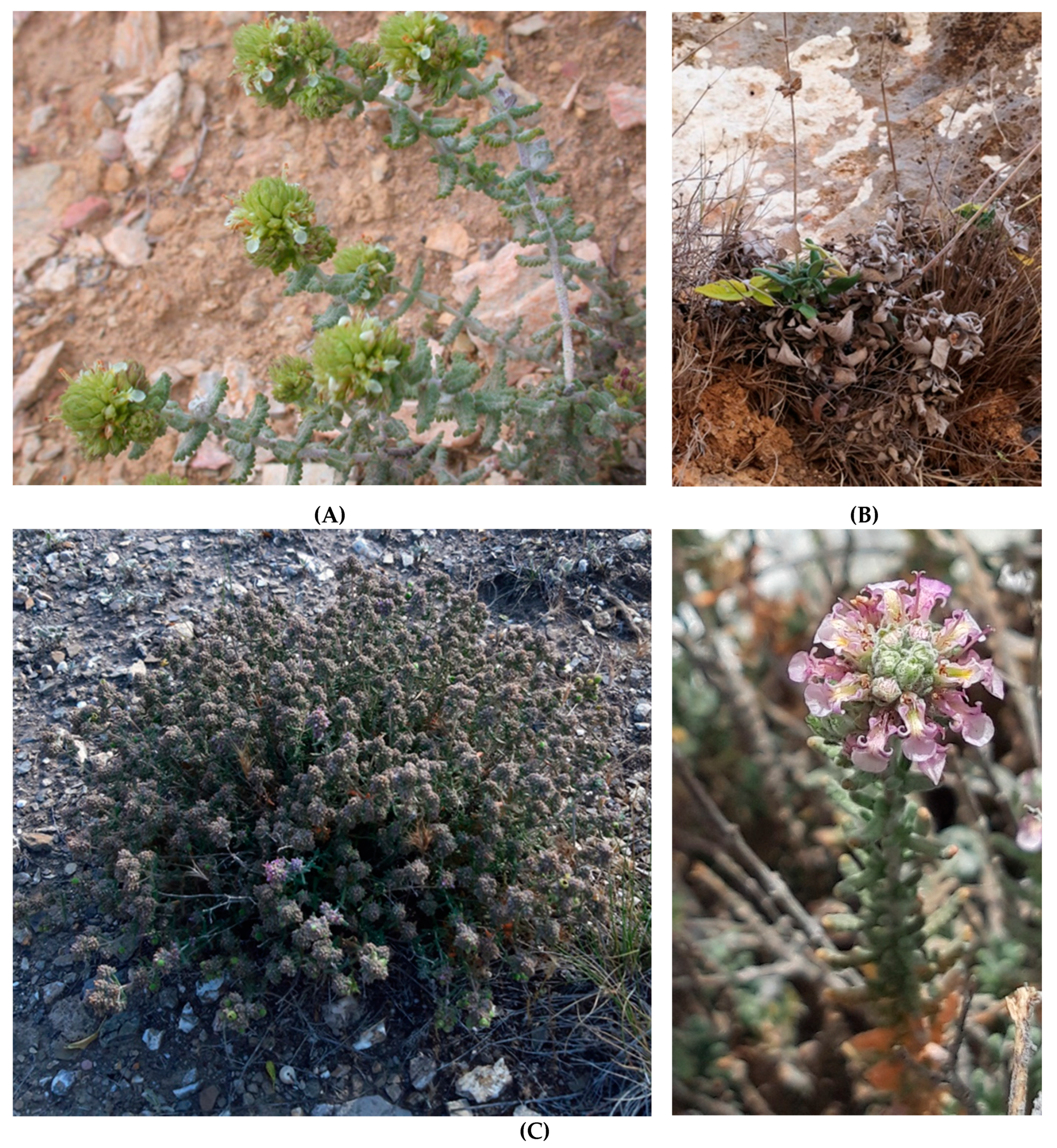 Plants 10 01770 g004 Plants 10 01770 g004