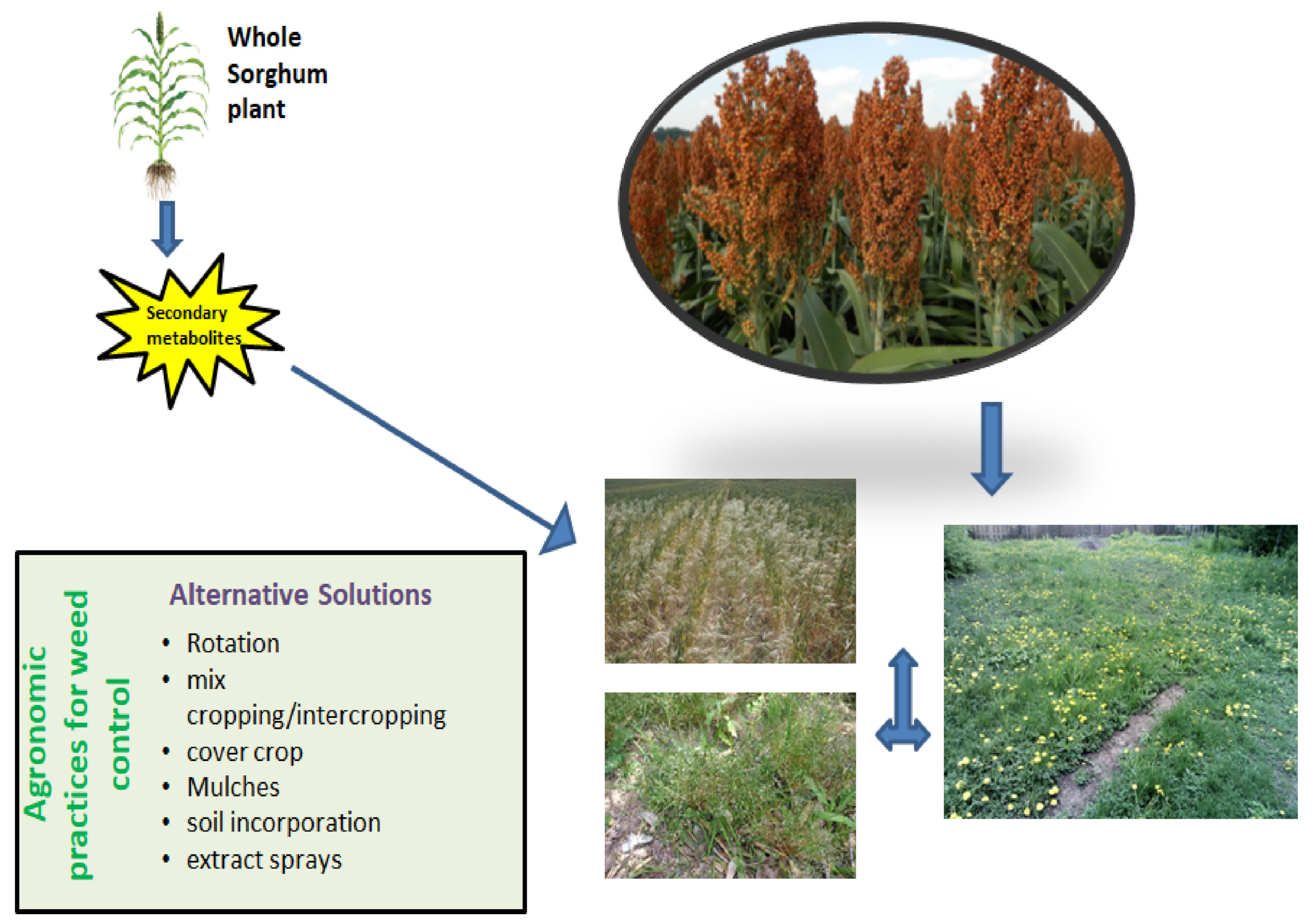 Plants 10 01795 g001