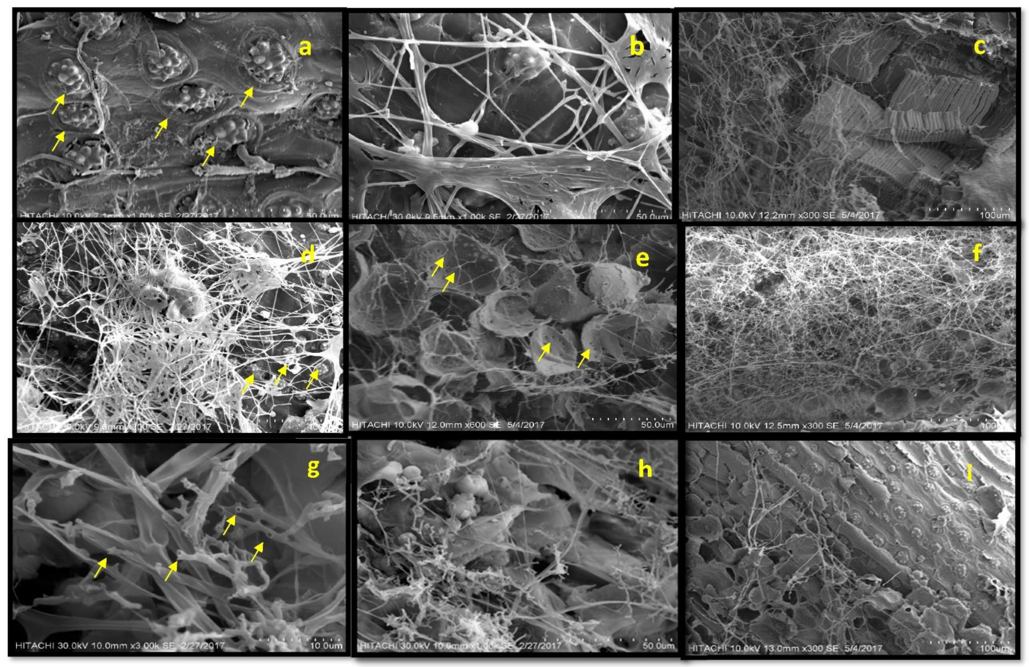 Plants 10 01797 g002