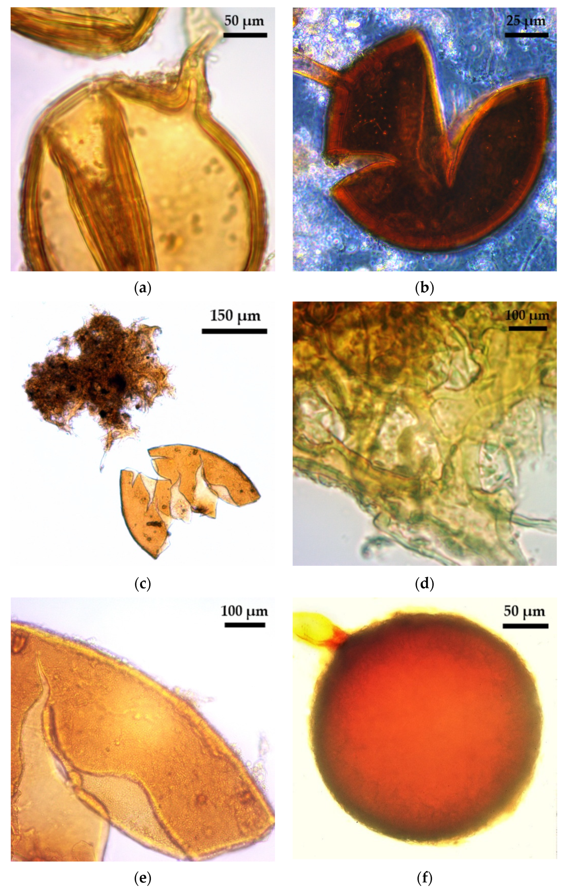 Plants 10 01803 g001 Plants 10 01803 g001