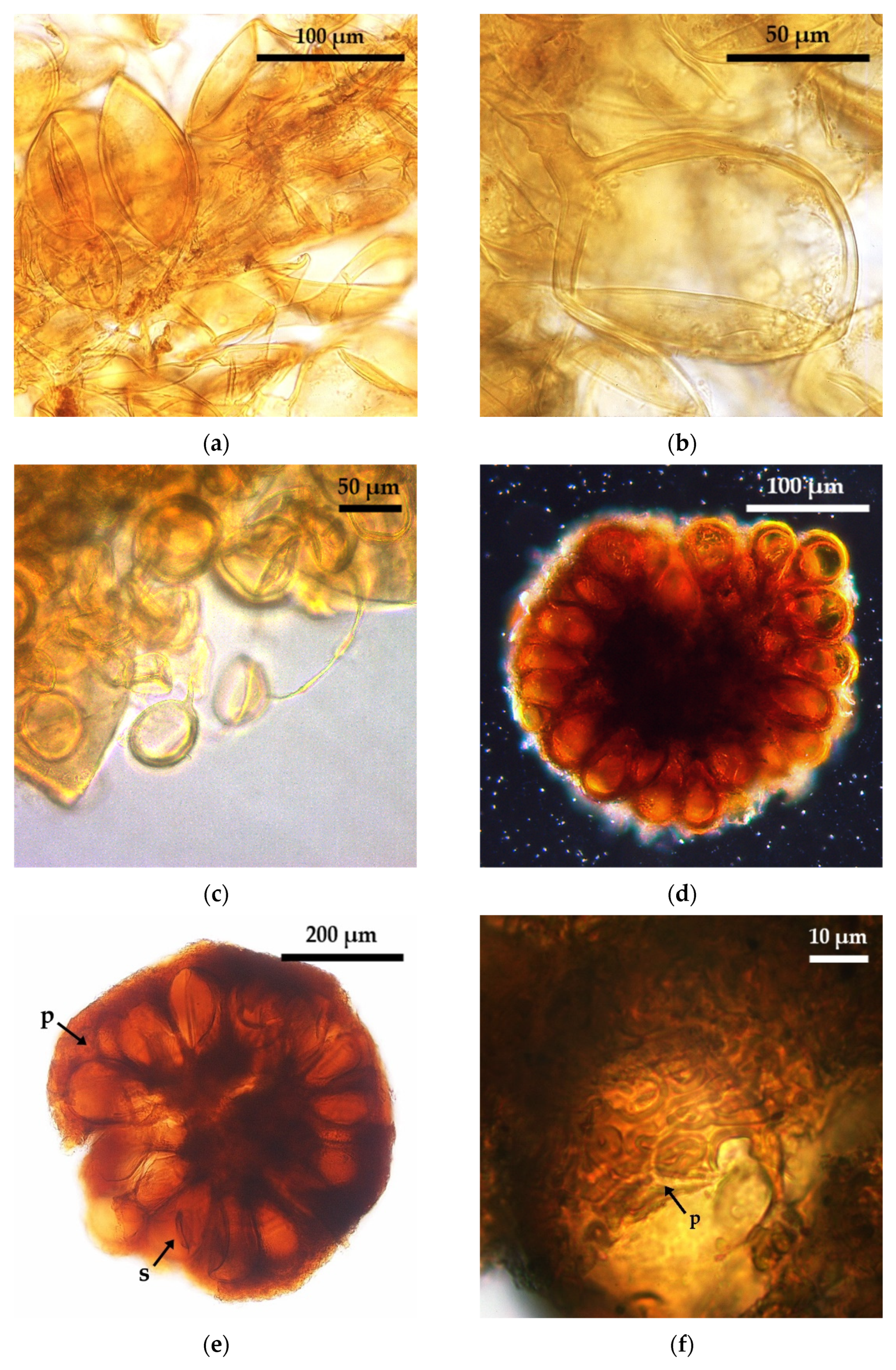 Plants 10 01803 g002 Plants 10 01803 g002