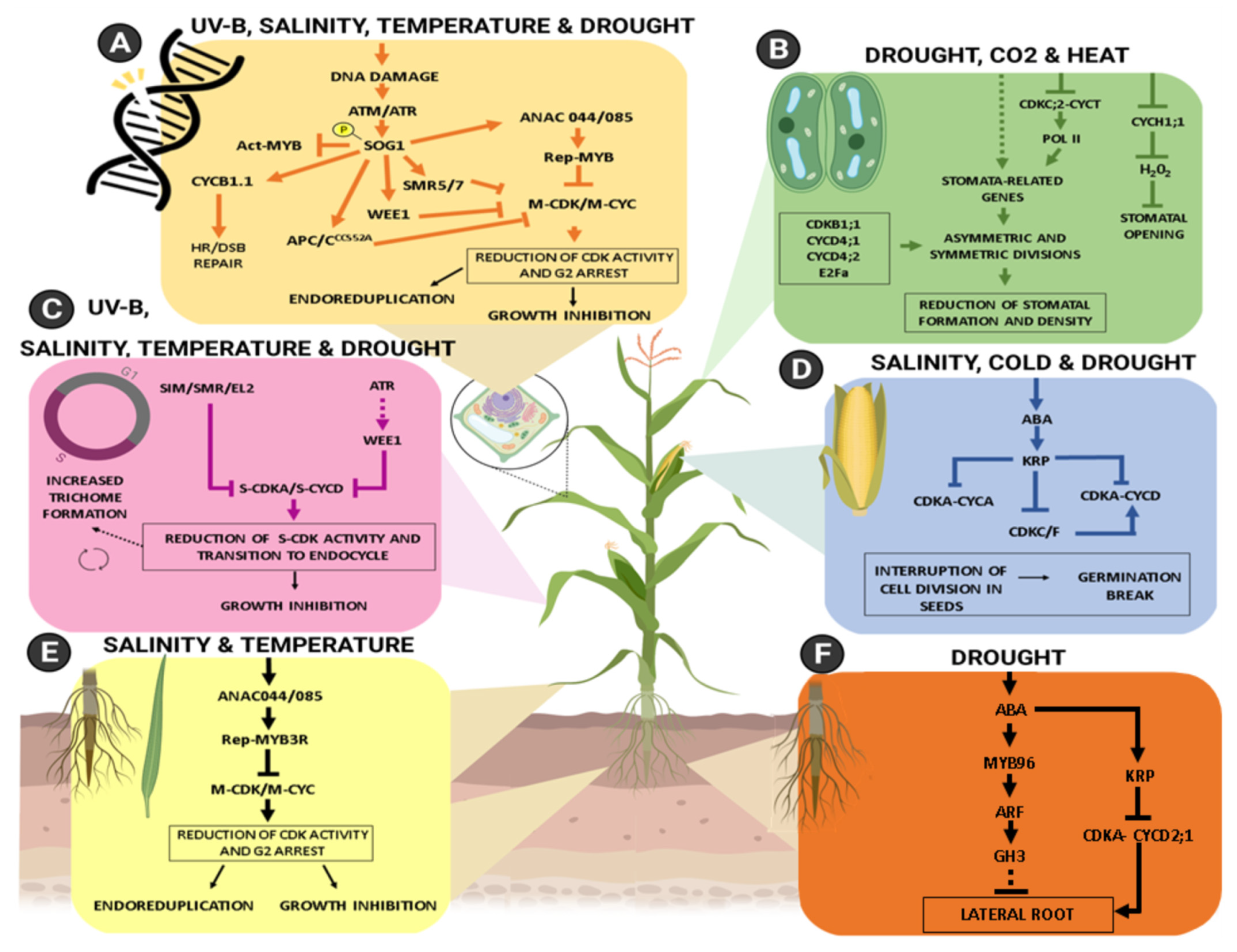 Plants 10 01804 g002