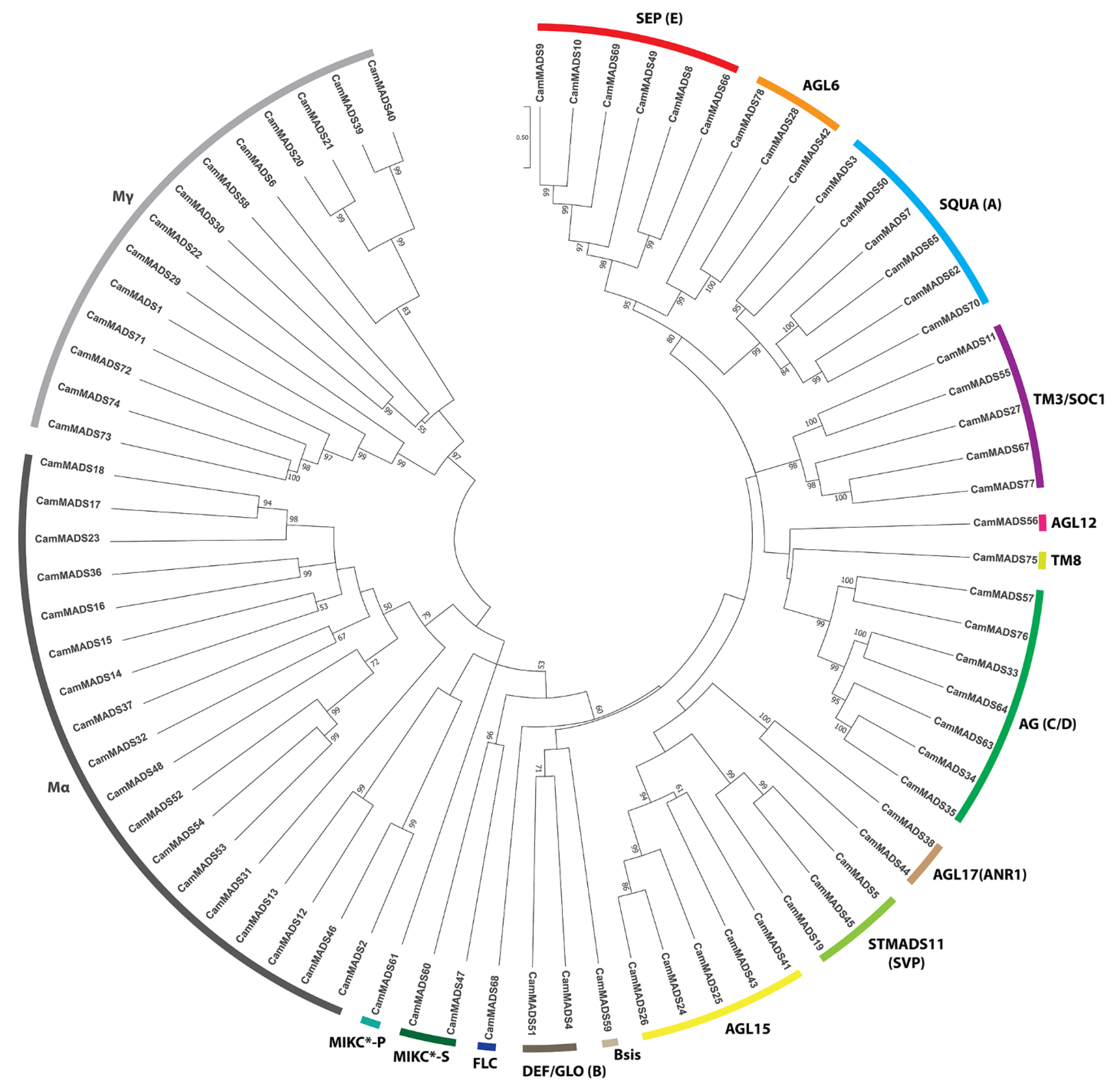 Plants 10 01805 g002