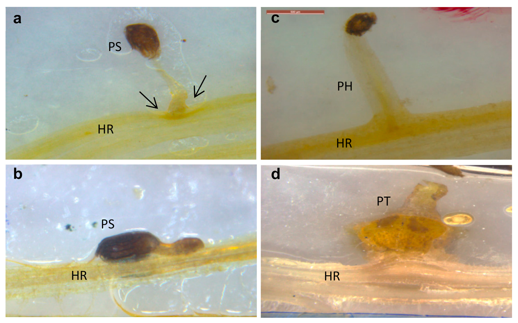 Plants 10 01810 g003