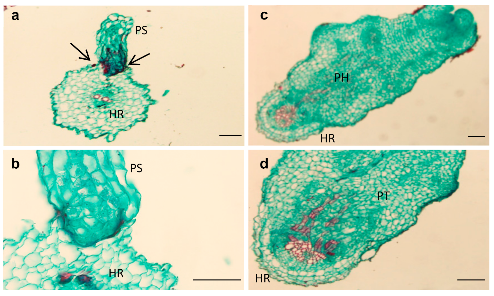 Plants 10 01810 g004