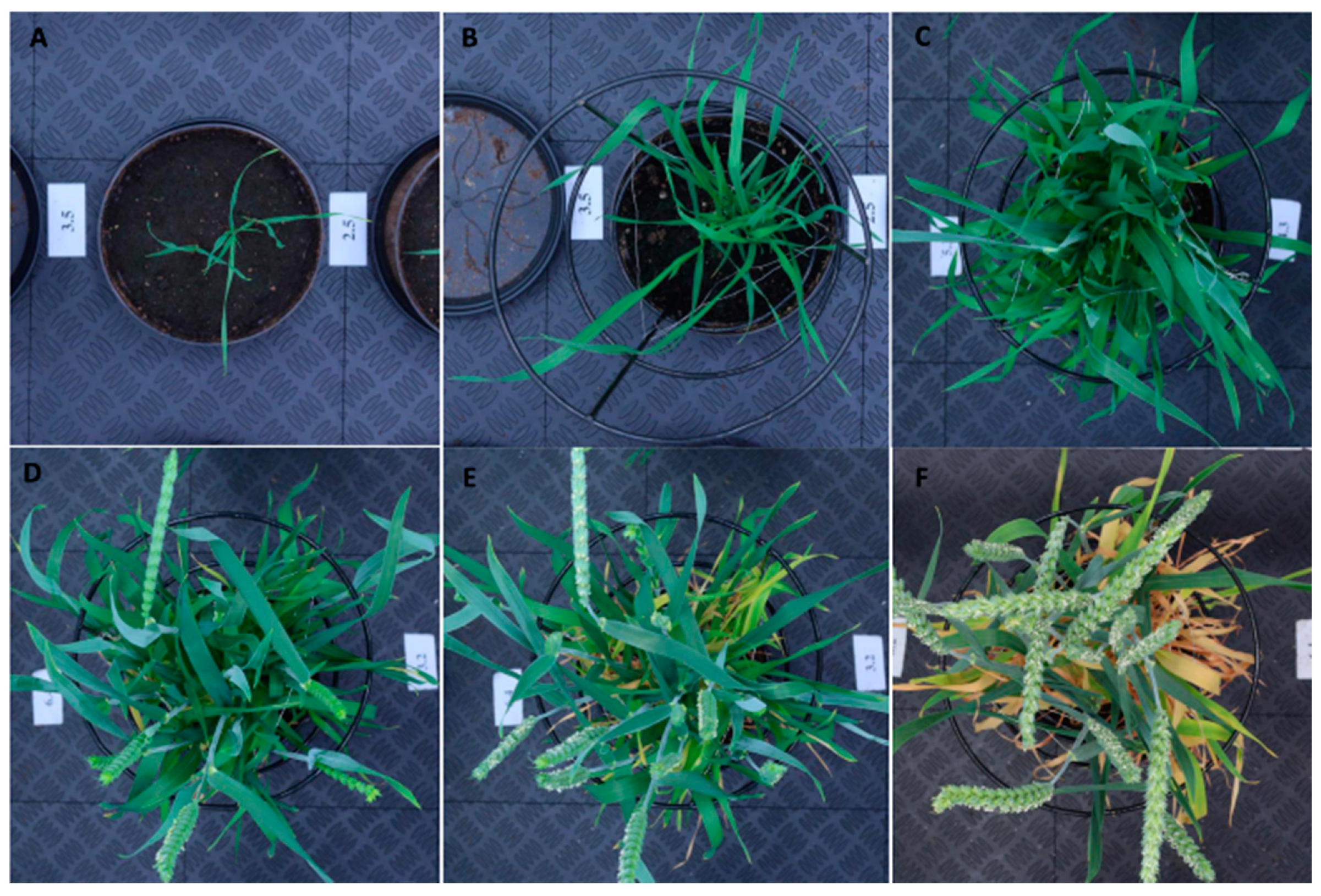 Plants 10 01817 g004 Plants 10 01817 g004