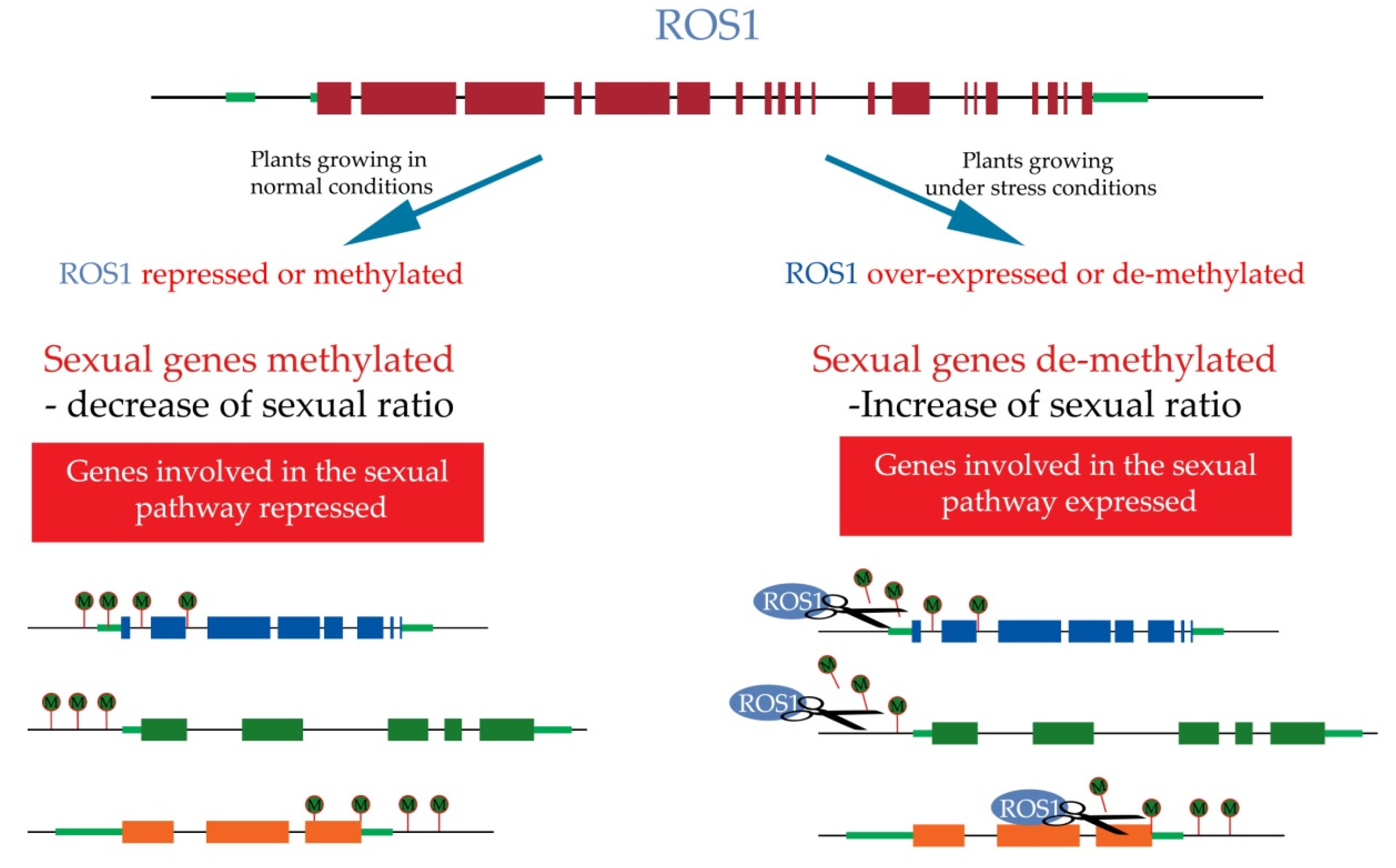 Plants 10 01818 g004