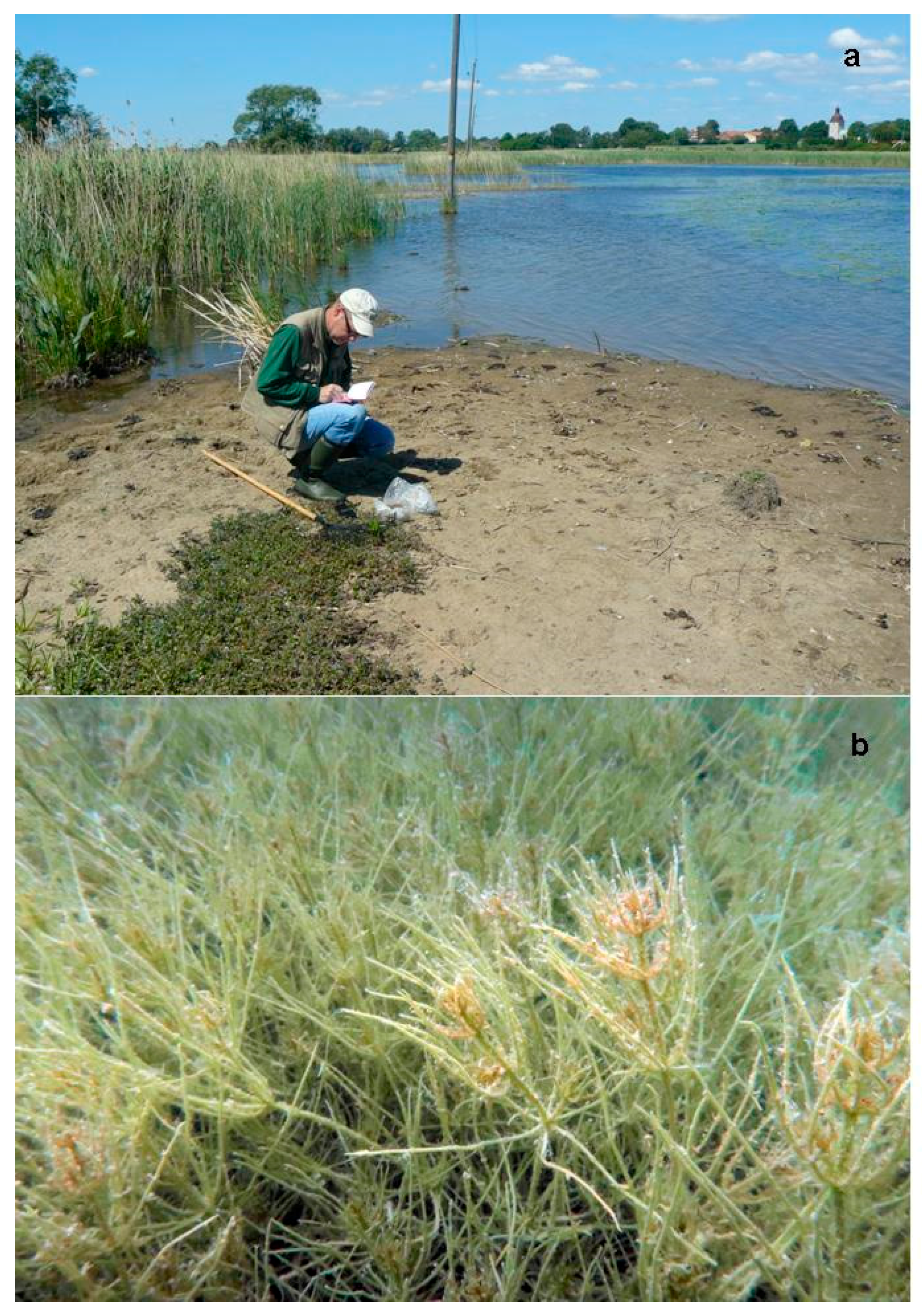 Plants 10 01830 g002