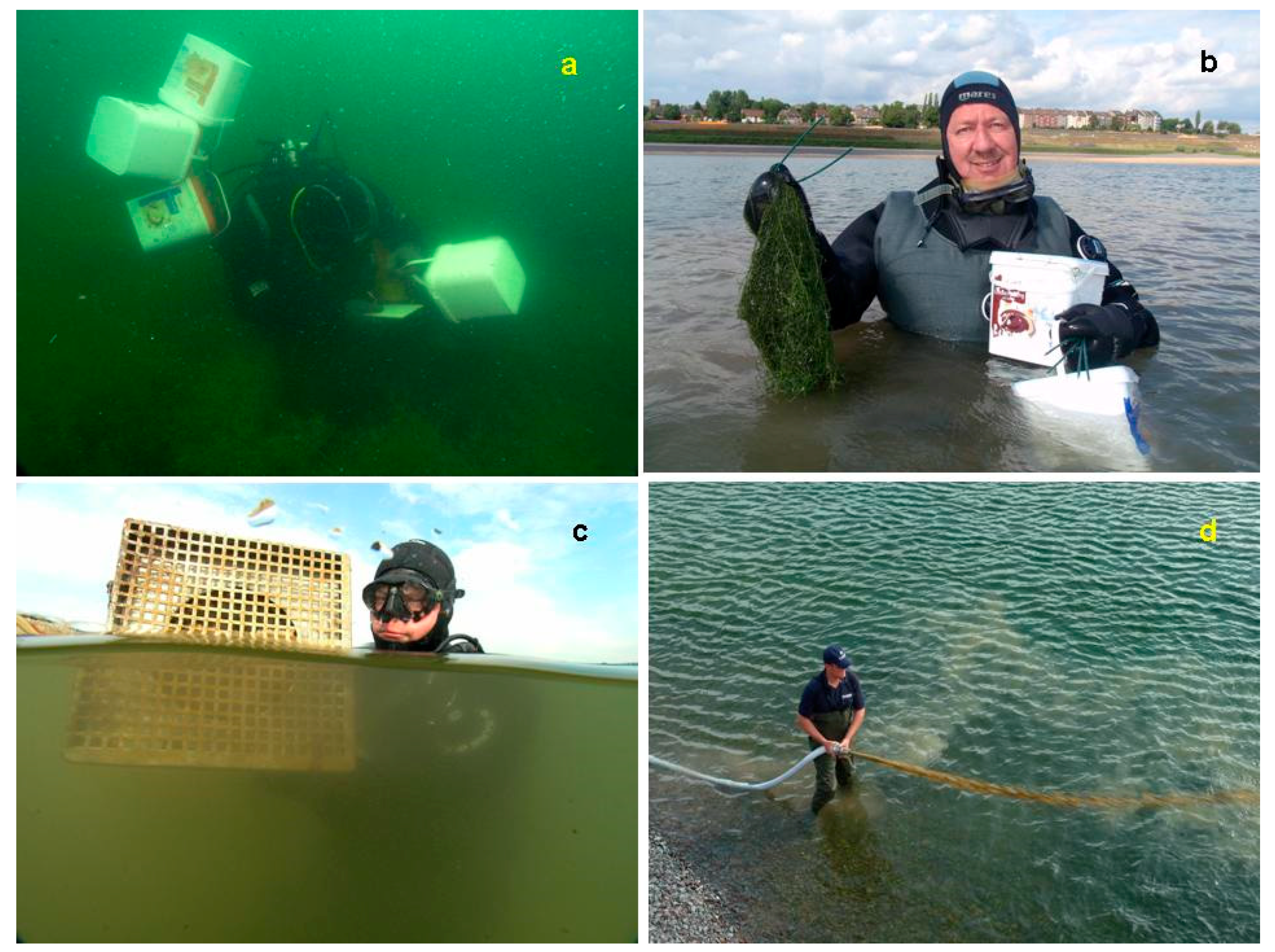 Plants 10 01830 g005