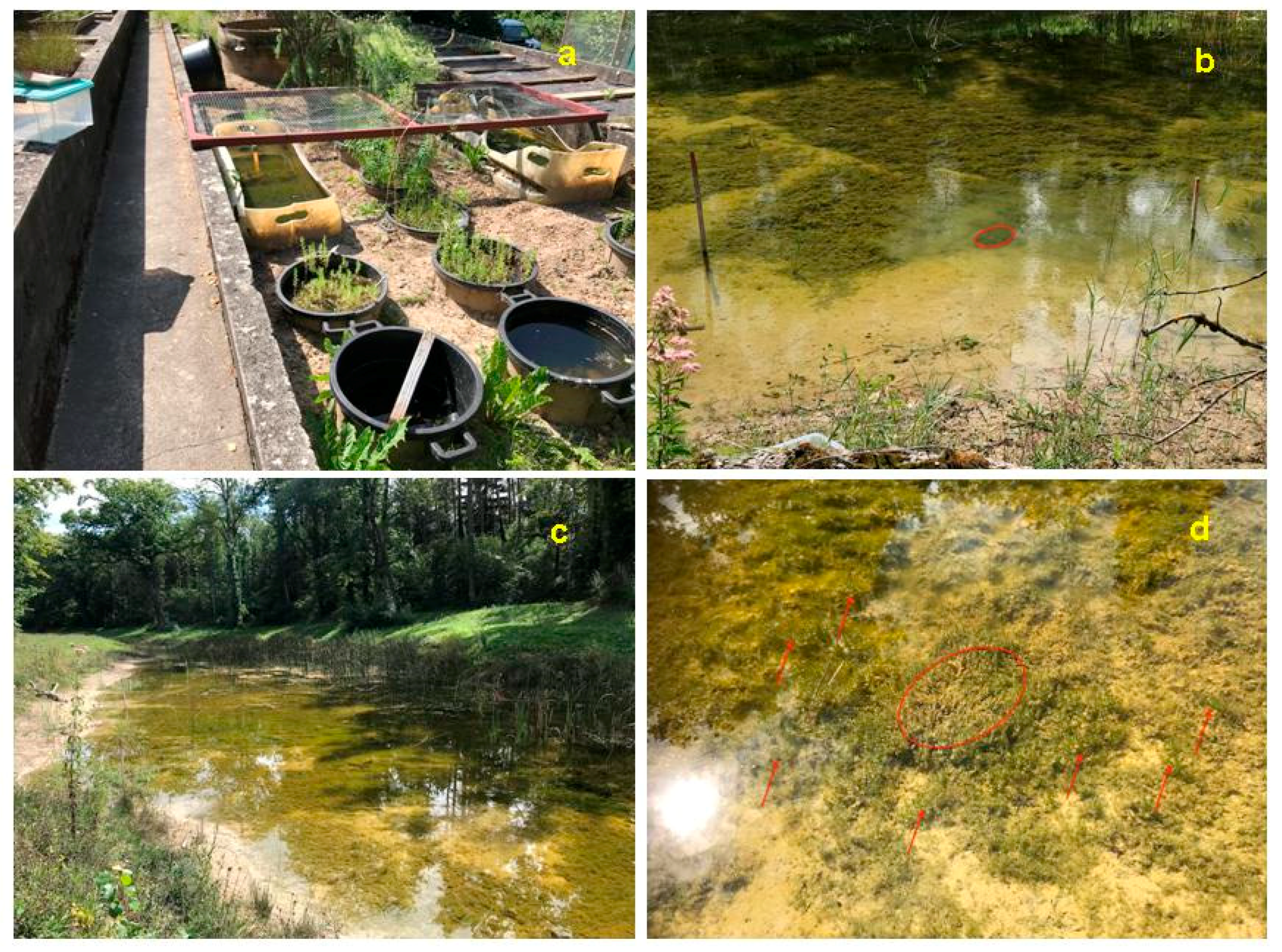 Plants 10 01830 g006