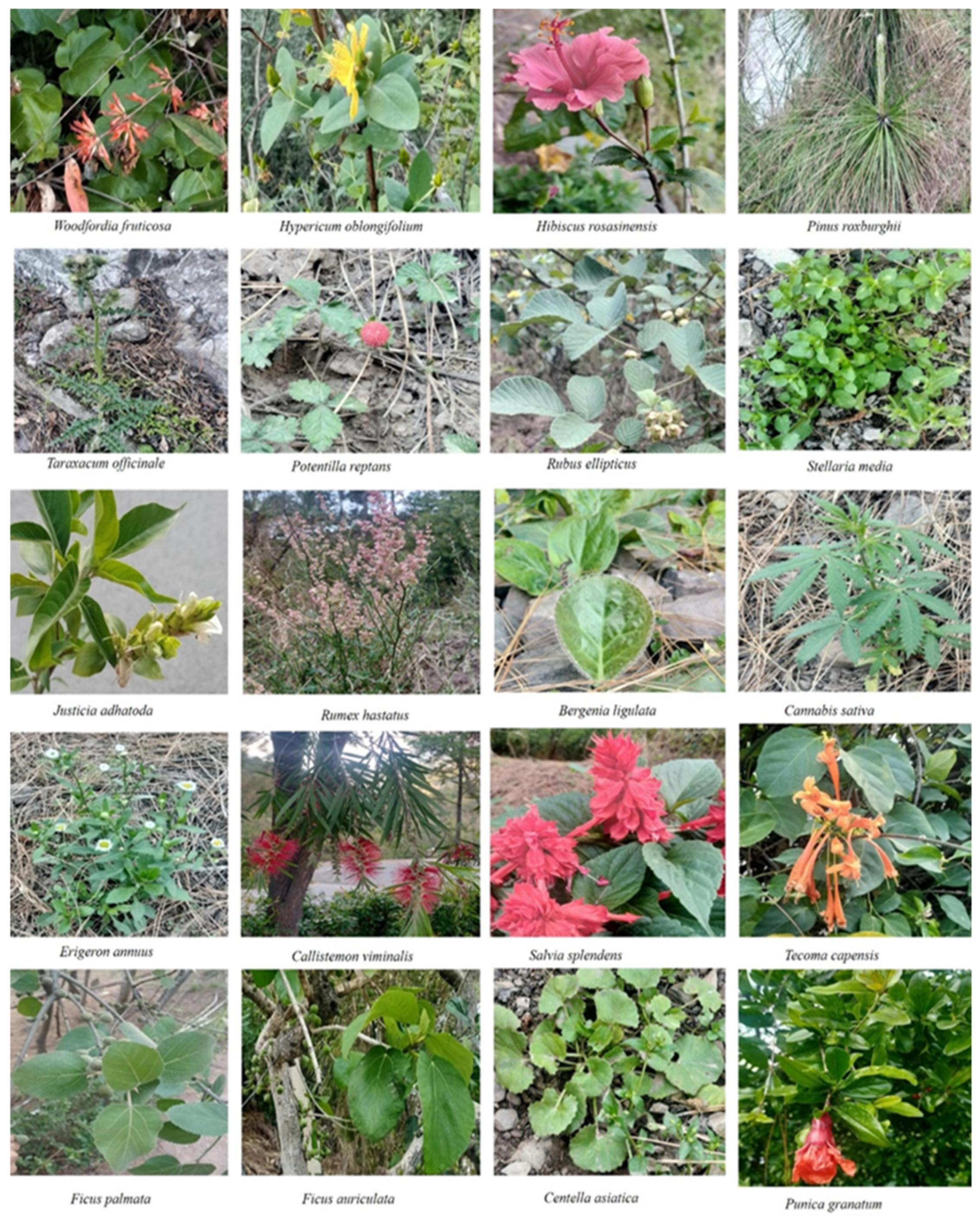 Plants 10 01842 g003a