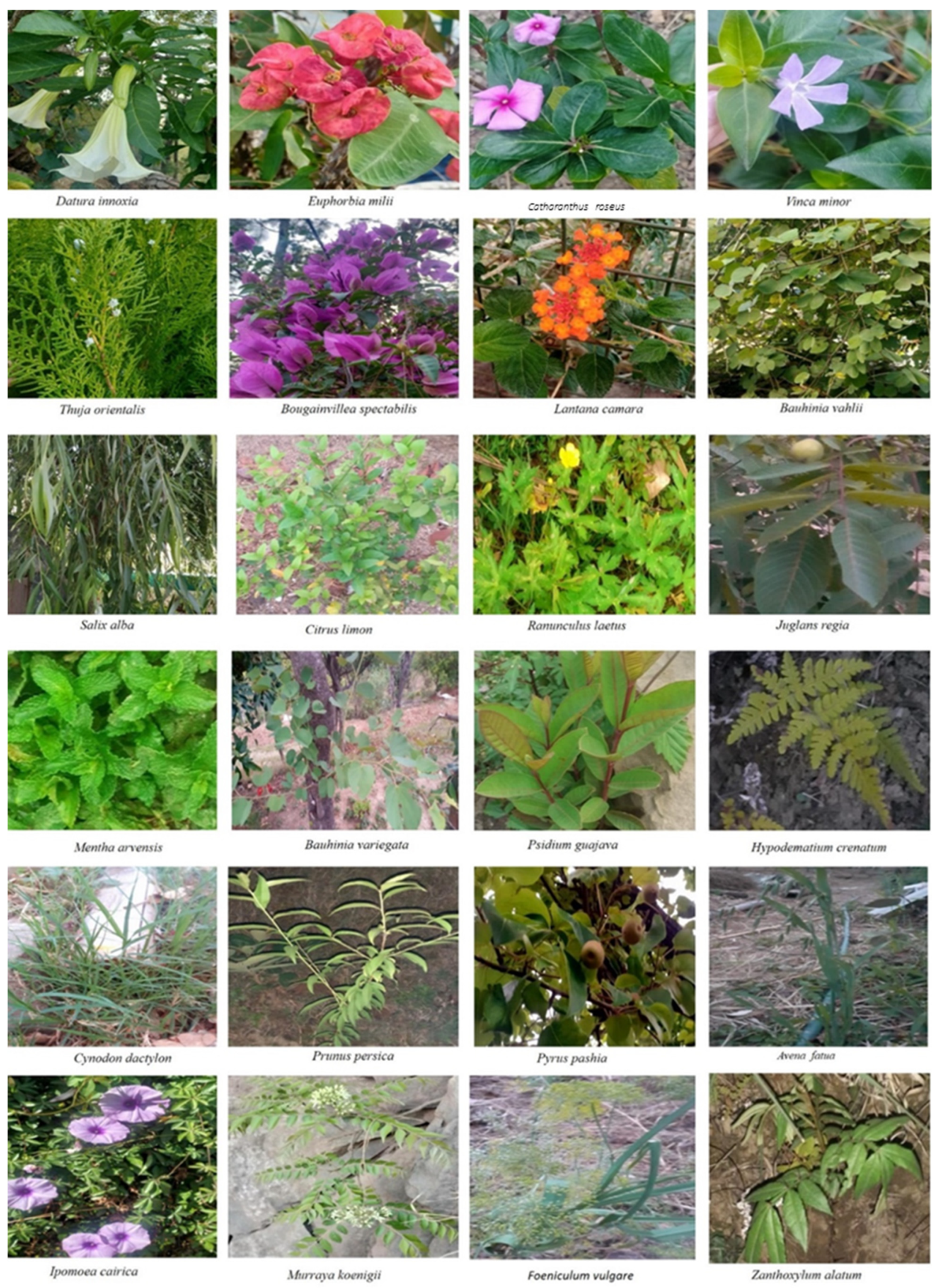 Plants 10 01842 g003b