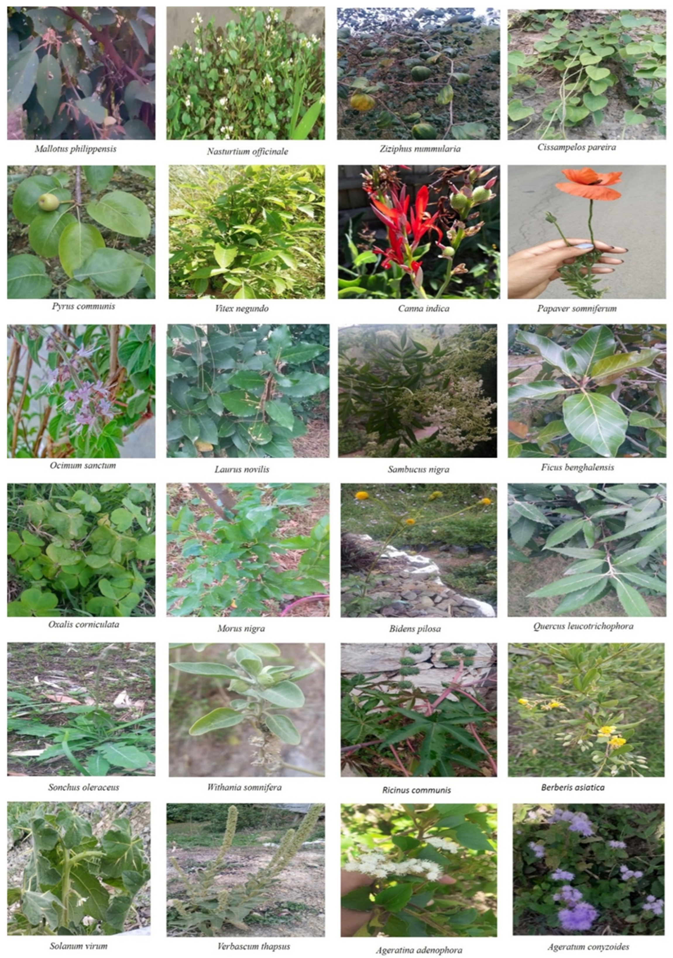 Plants 10 01842 g003c