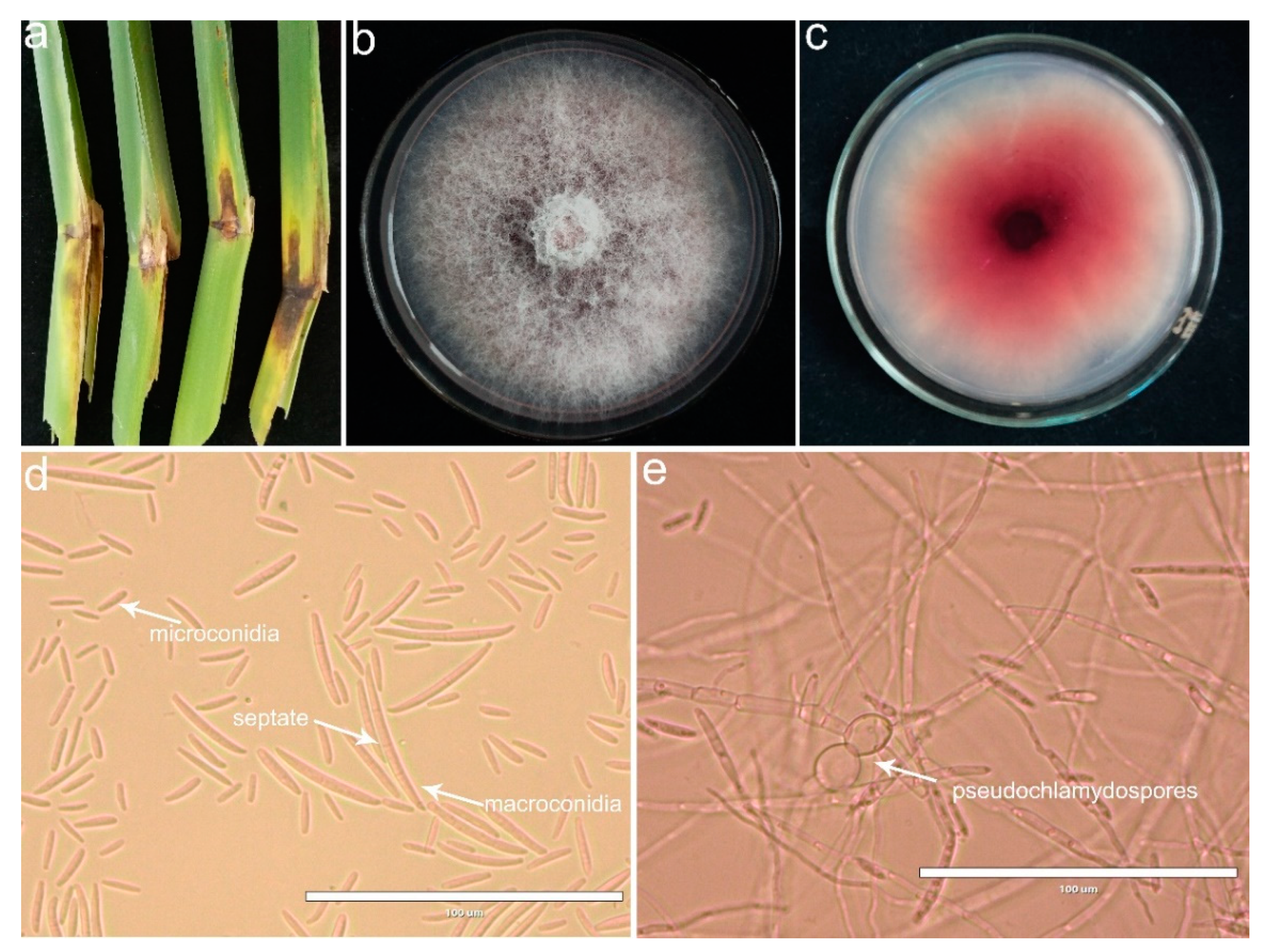 Plants 10 01844 g001
