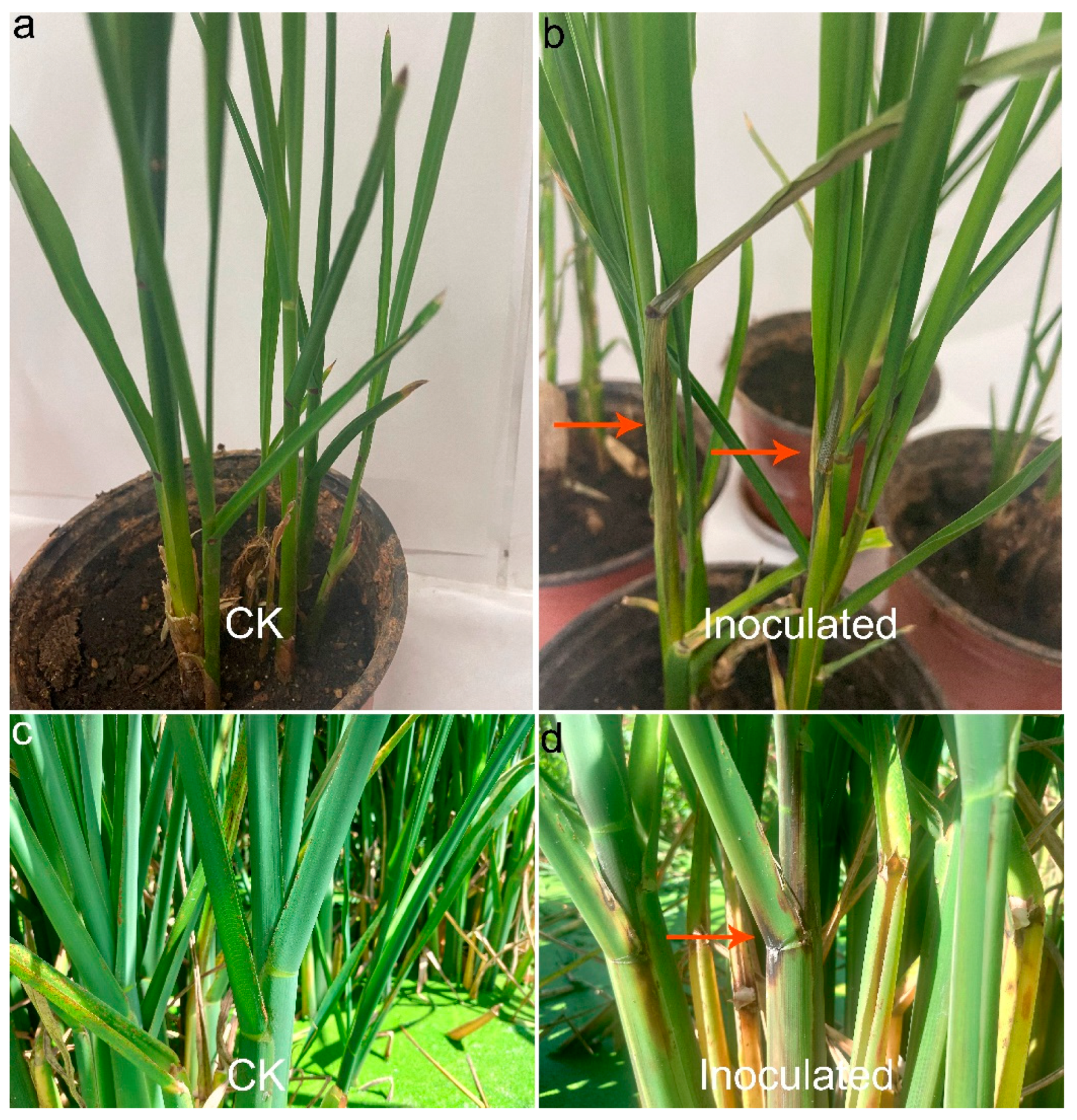 Plants 10 01844 g003