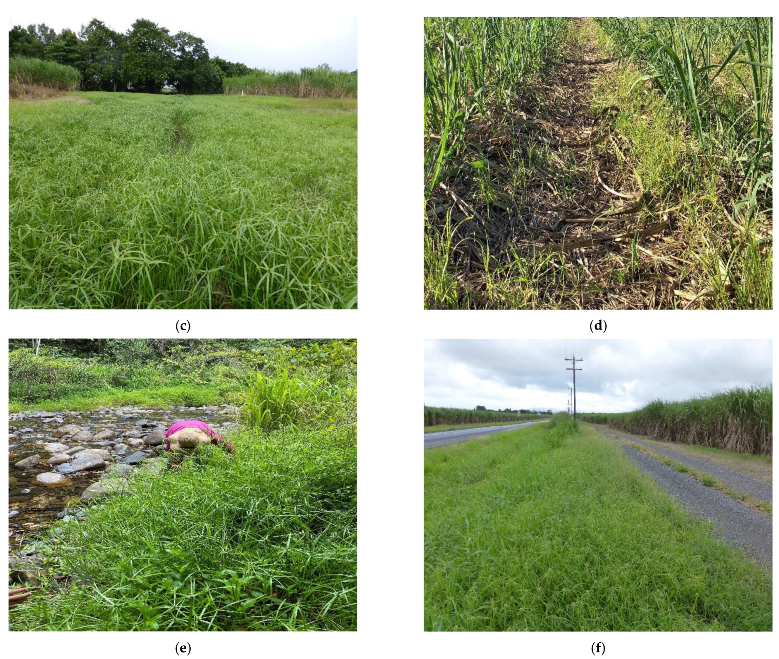 Plants 10 01851 g002b