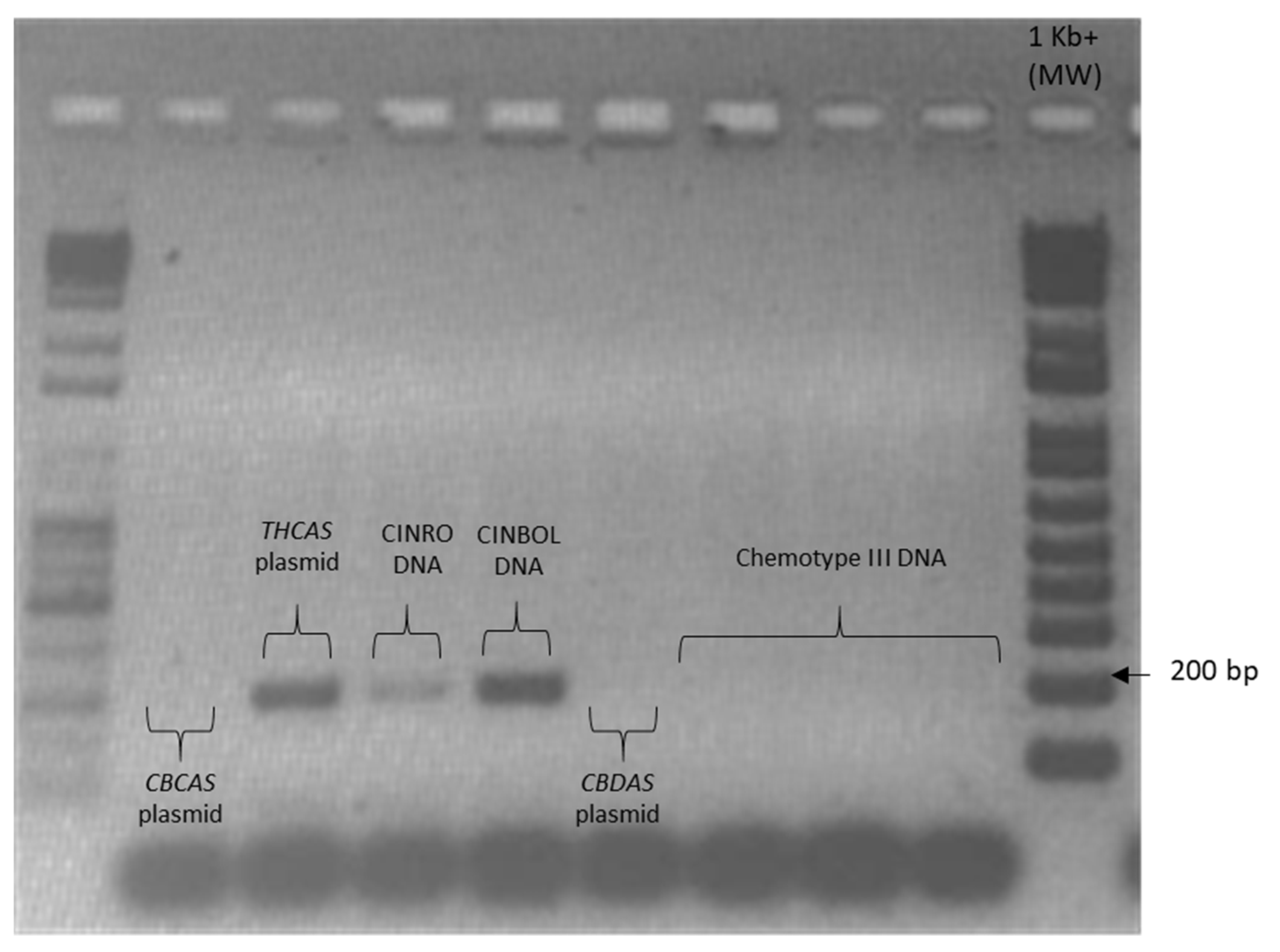Plants 10 01857 g0a2