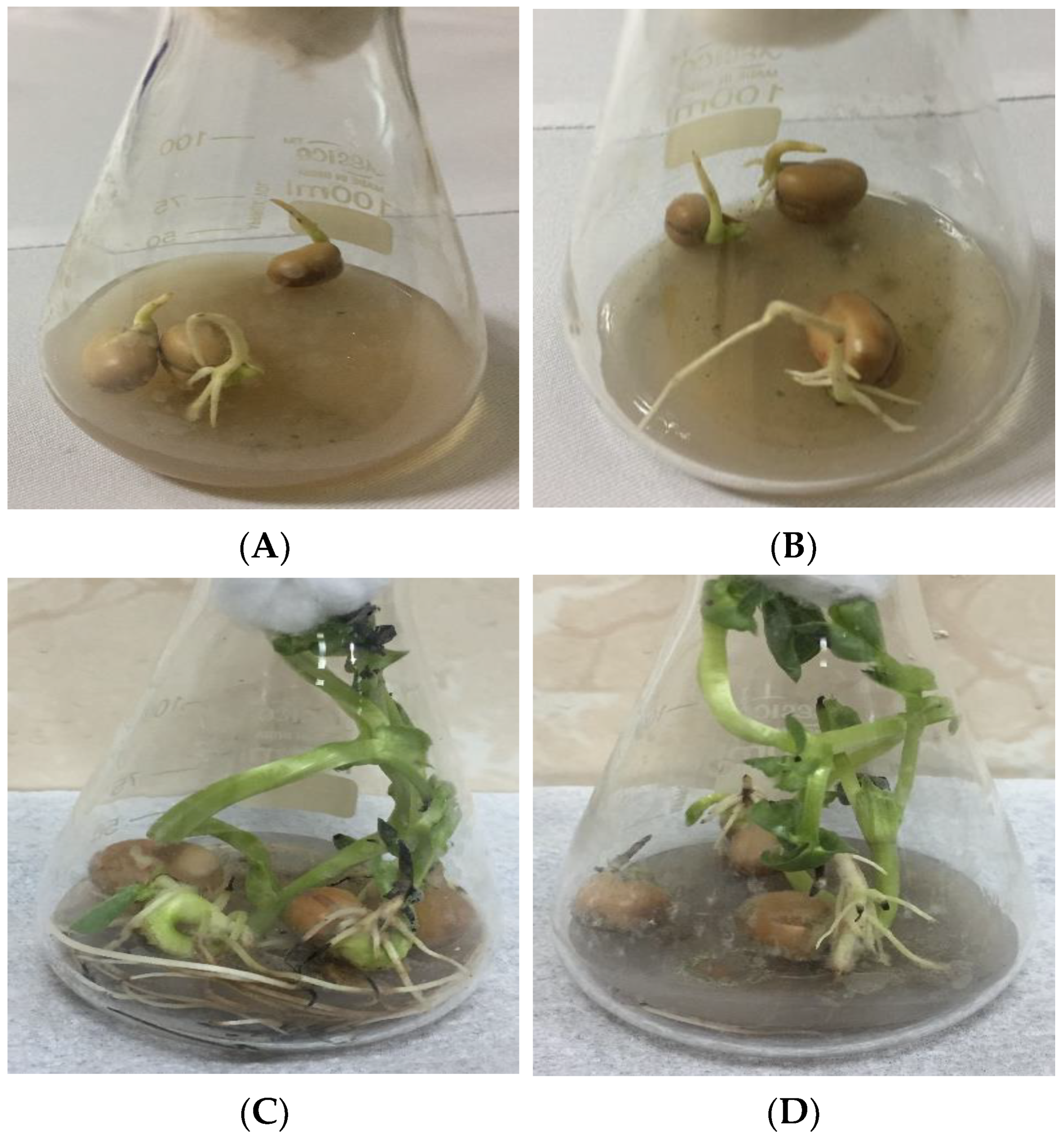 Plants 10 01858 g005