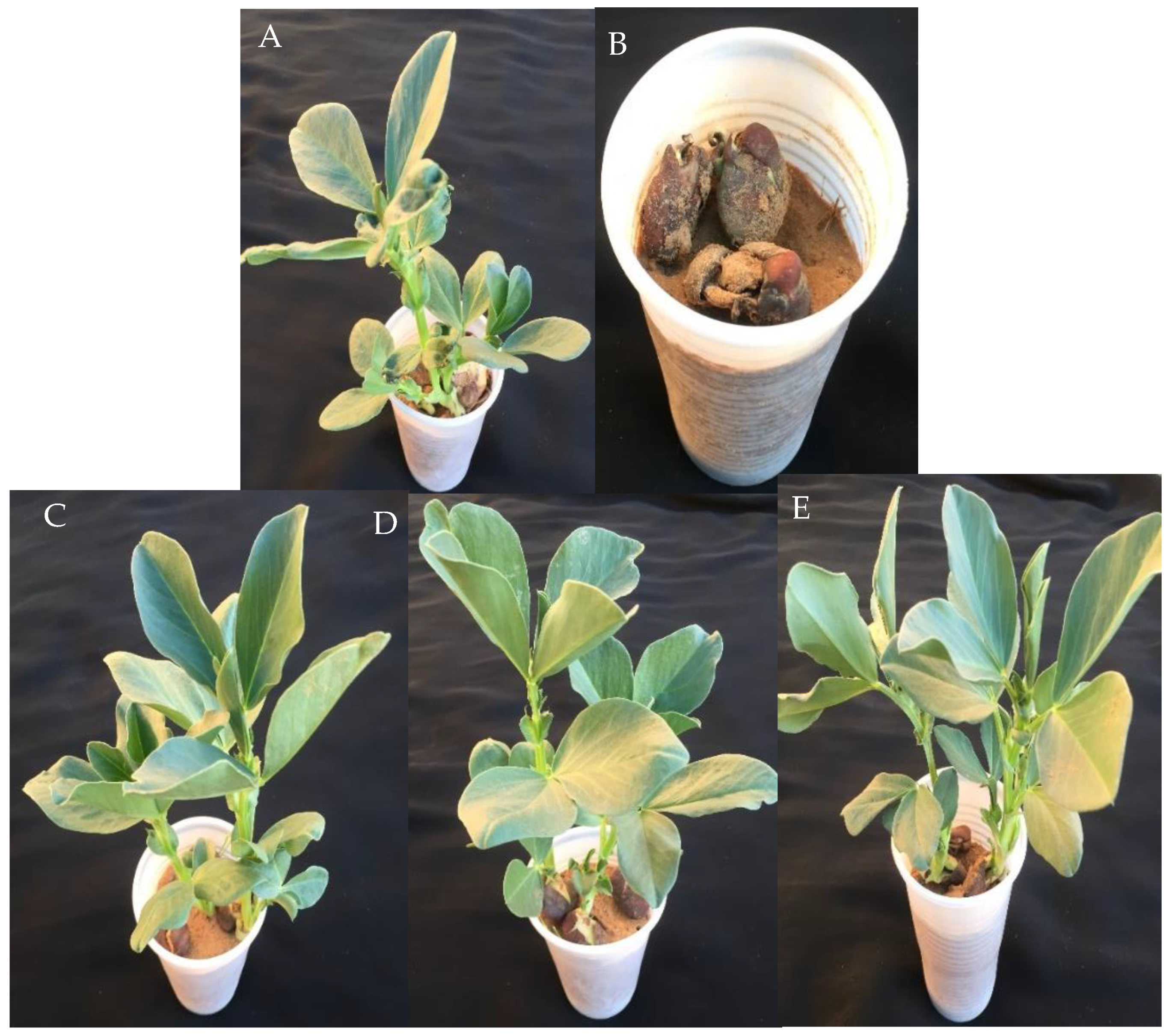 Plants 10 01858 g008