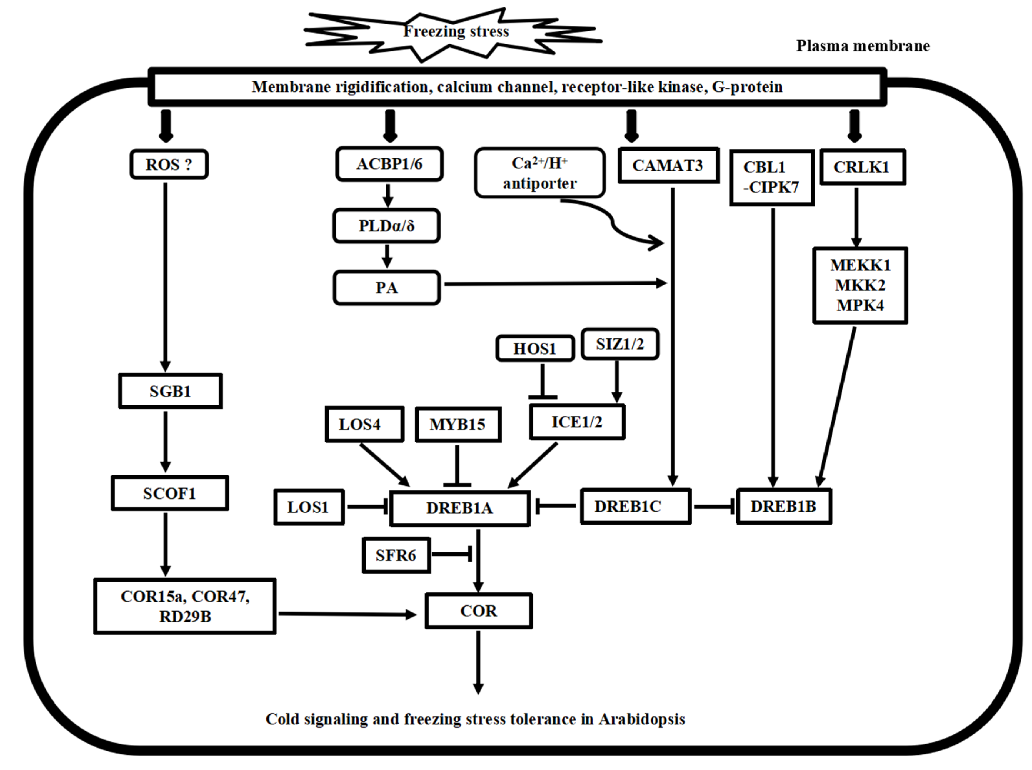 Plants 10 01864 g002