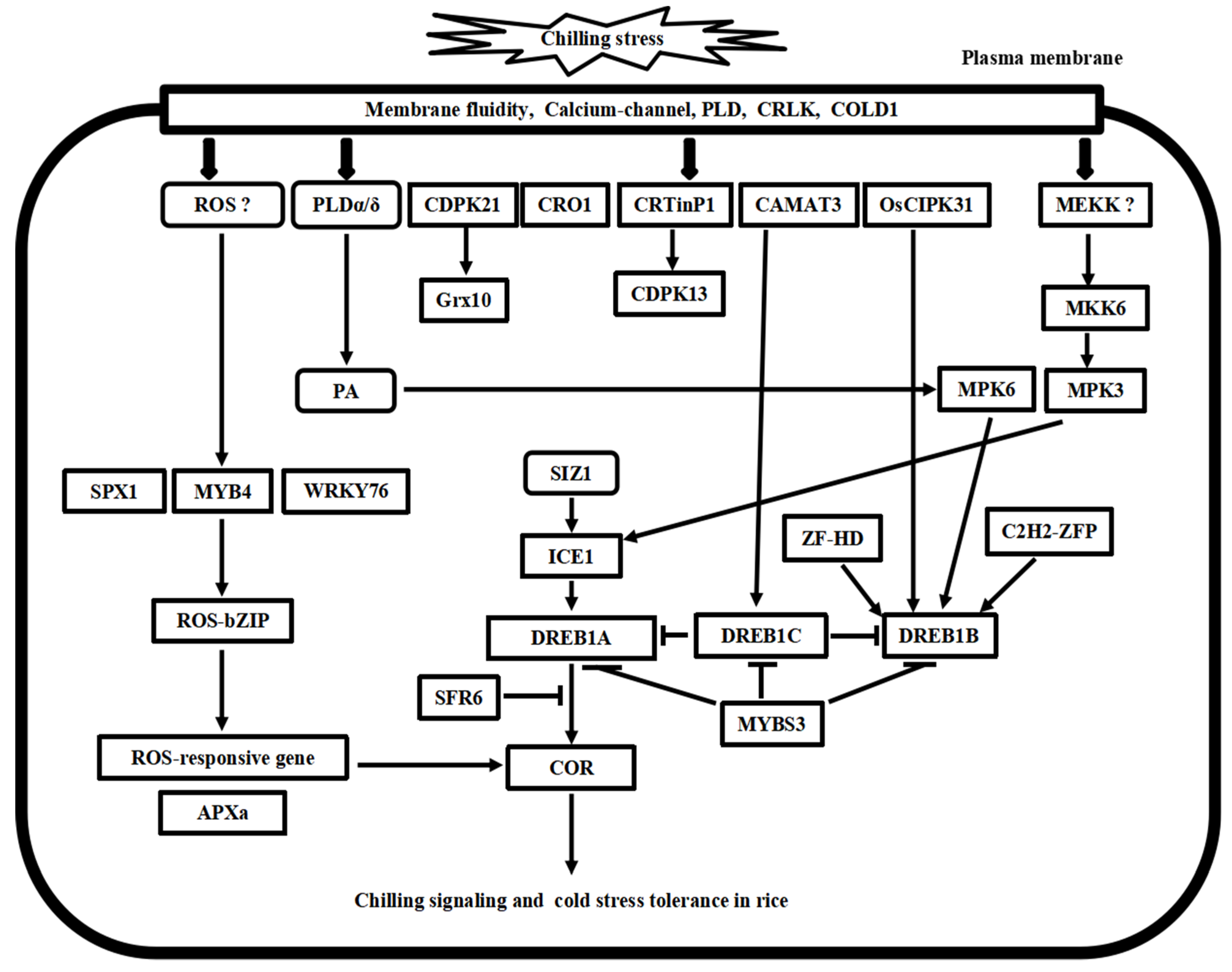 Plants 10 01864 g003