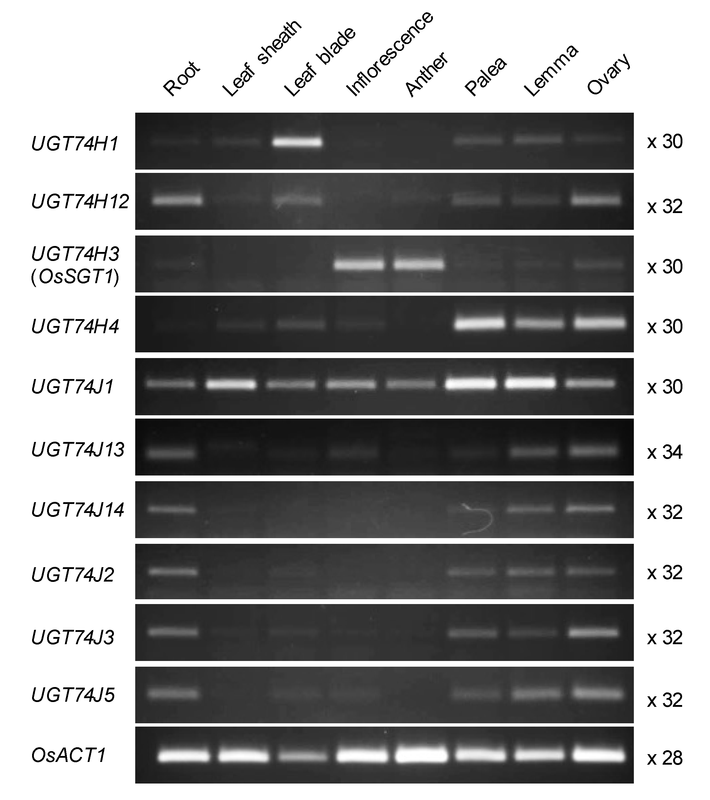 Plants 10 01875 g002
