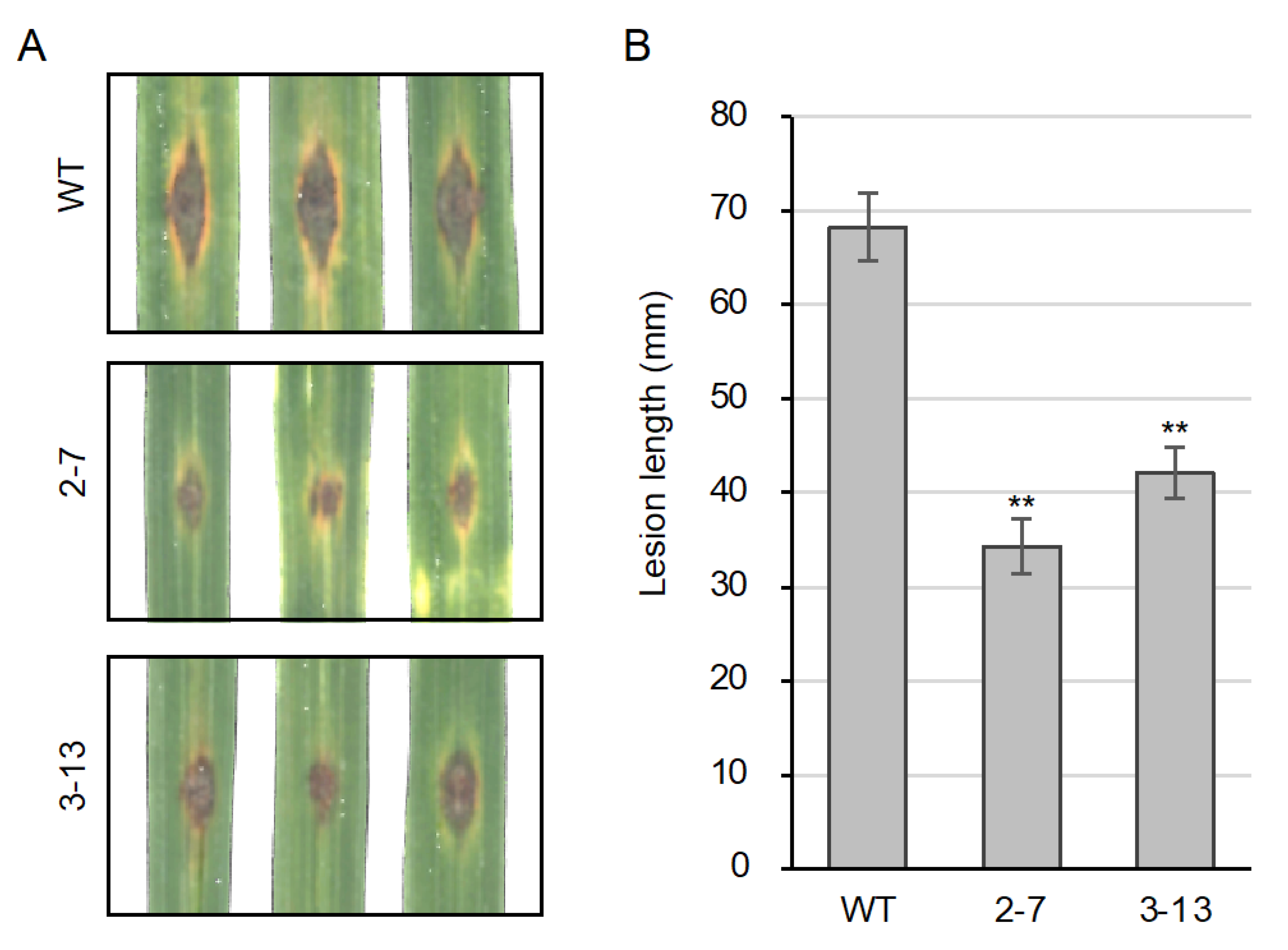 Plants 10 01875 g007