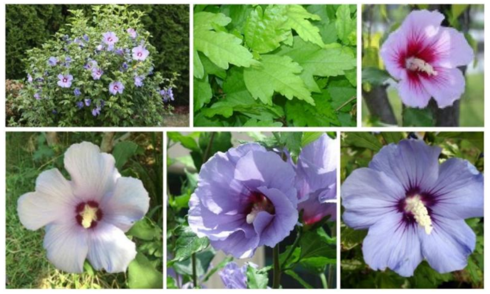 Plants 10 01876 g003