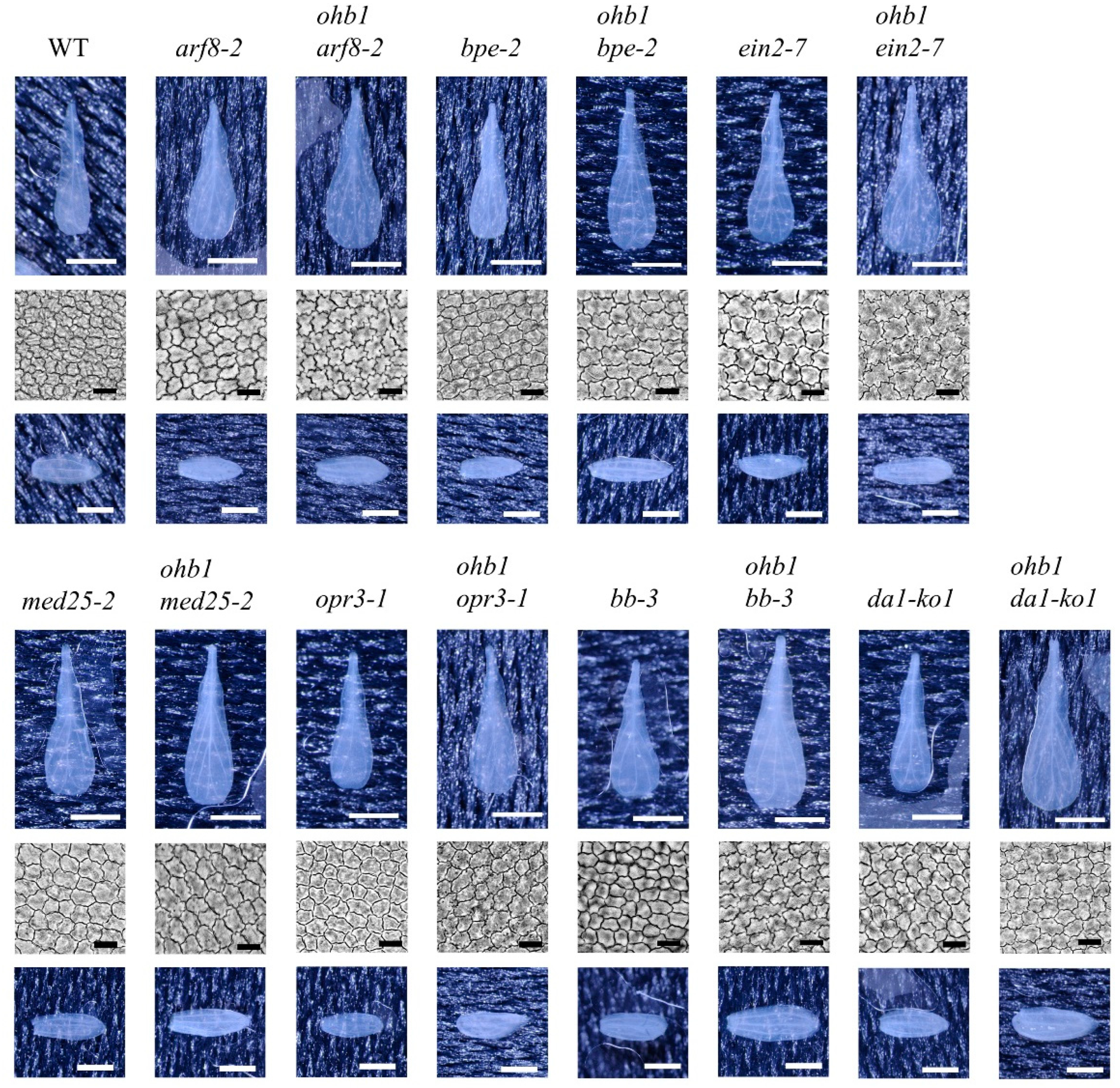 Plants 10 01881 g003 Plants 10 01881 g003