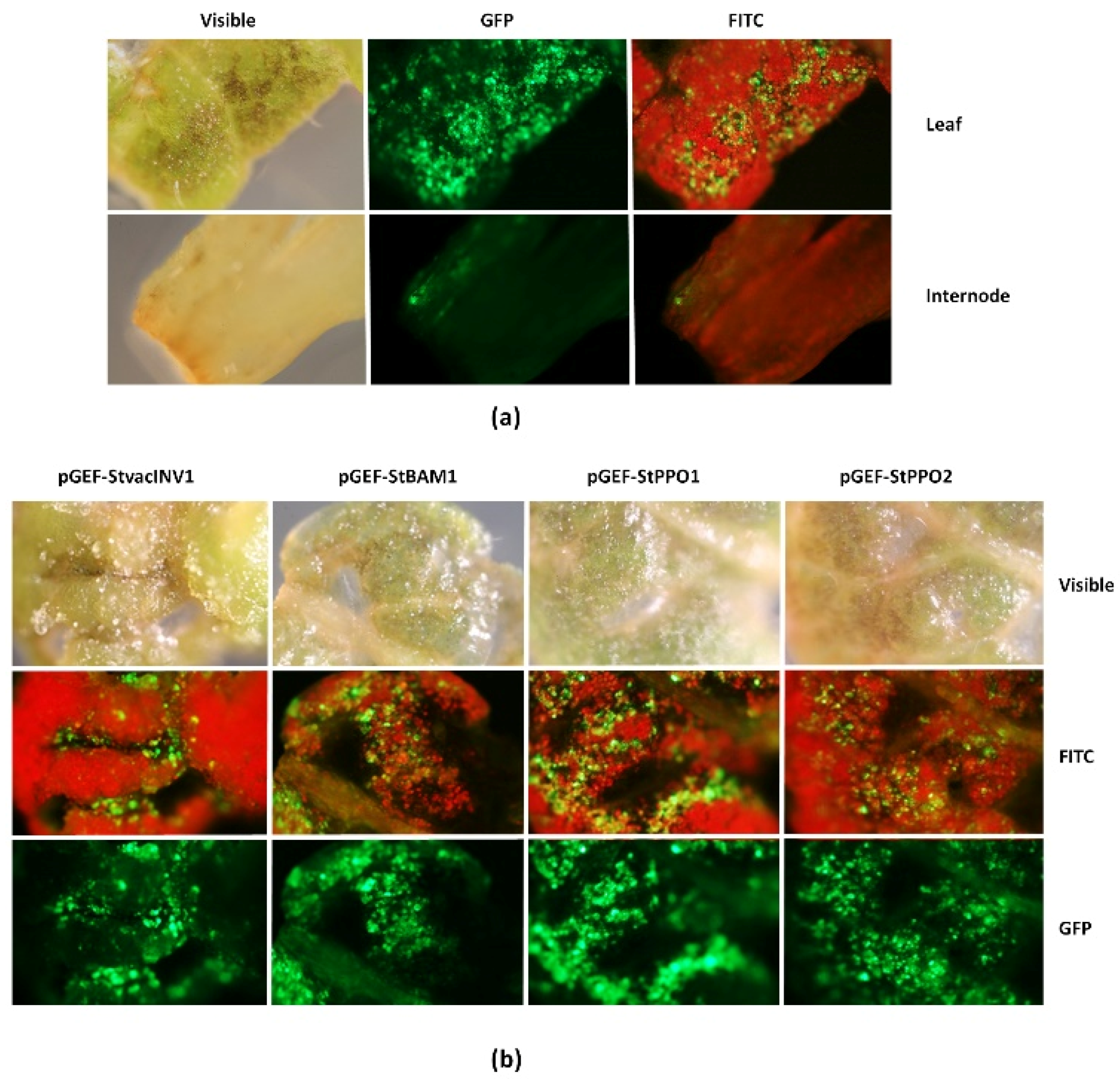 Plants 10 01882 g002