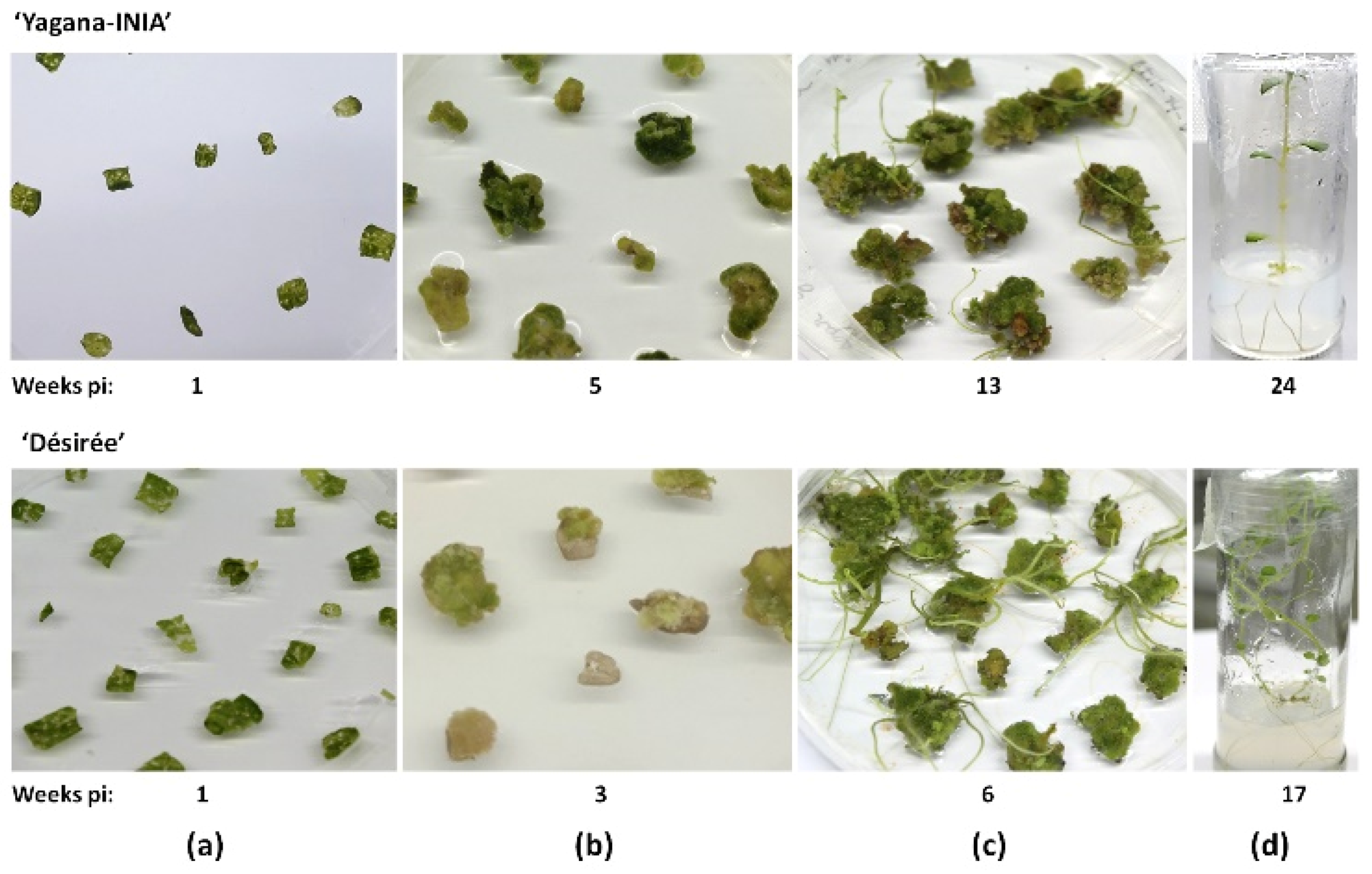 Plants 10 01882 g004