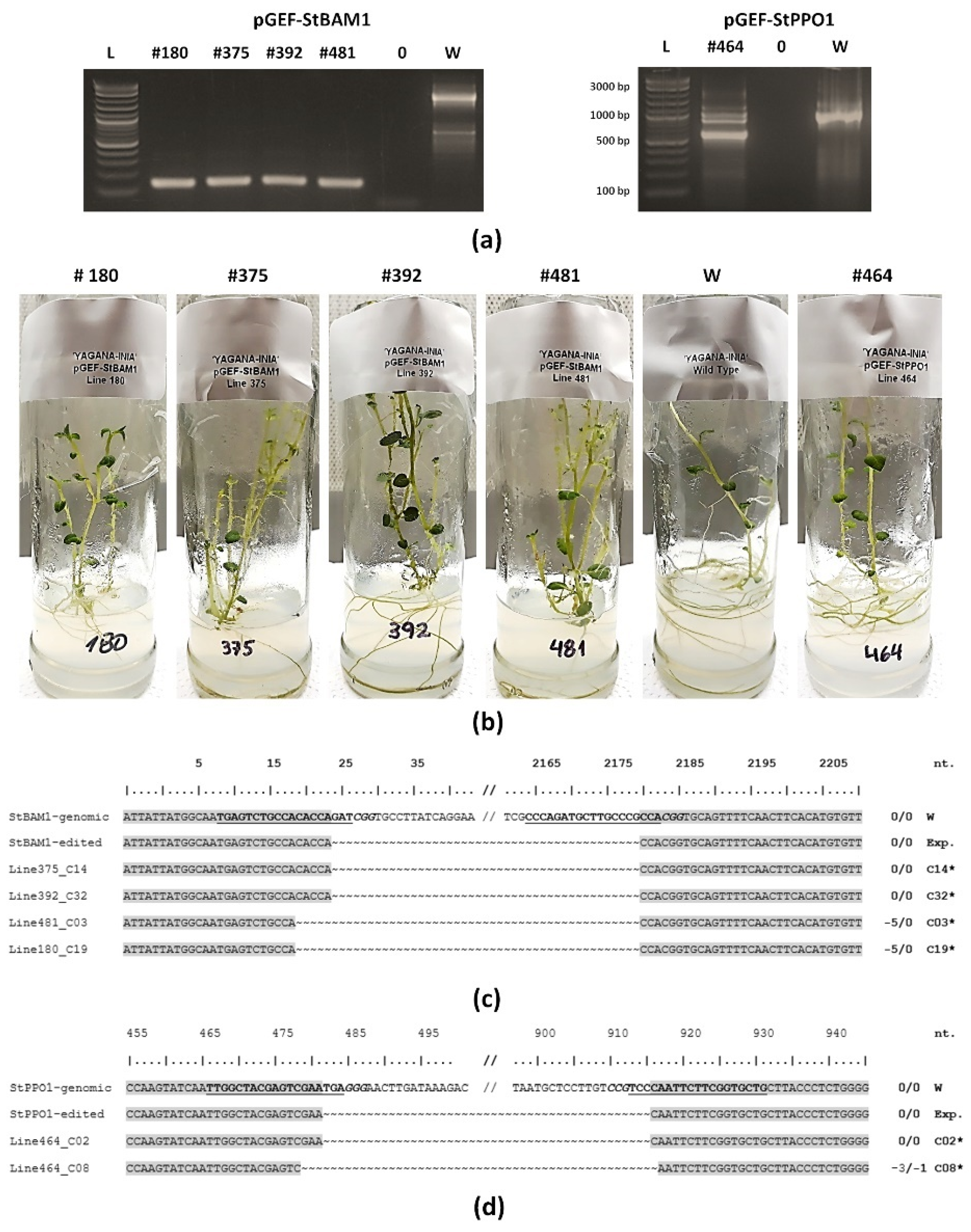 Plants 10 01882 g005