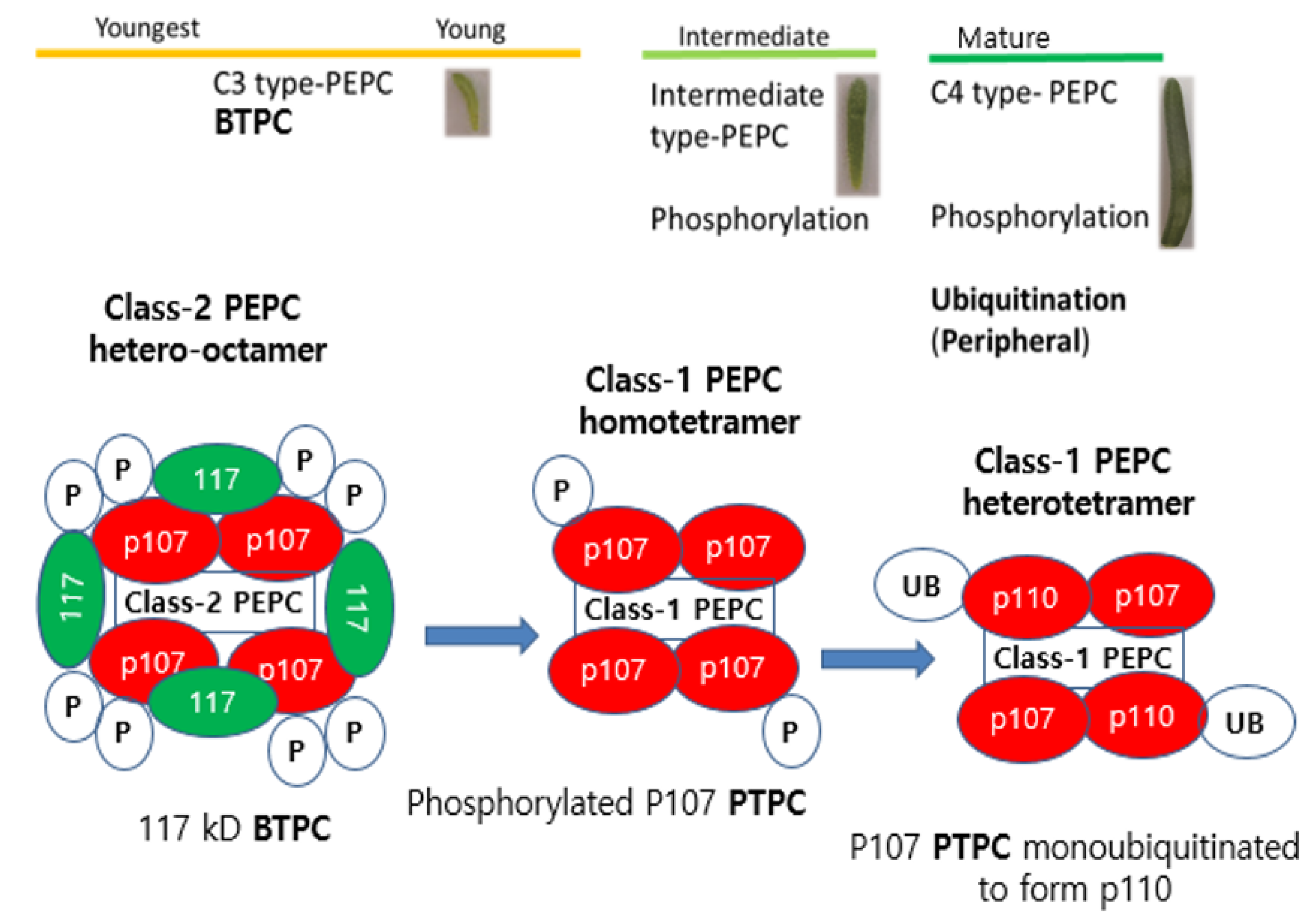 Plants 10 01887 g002
