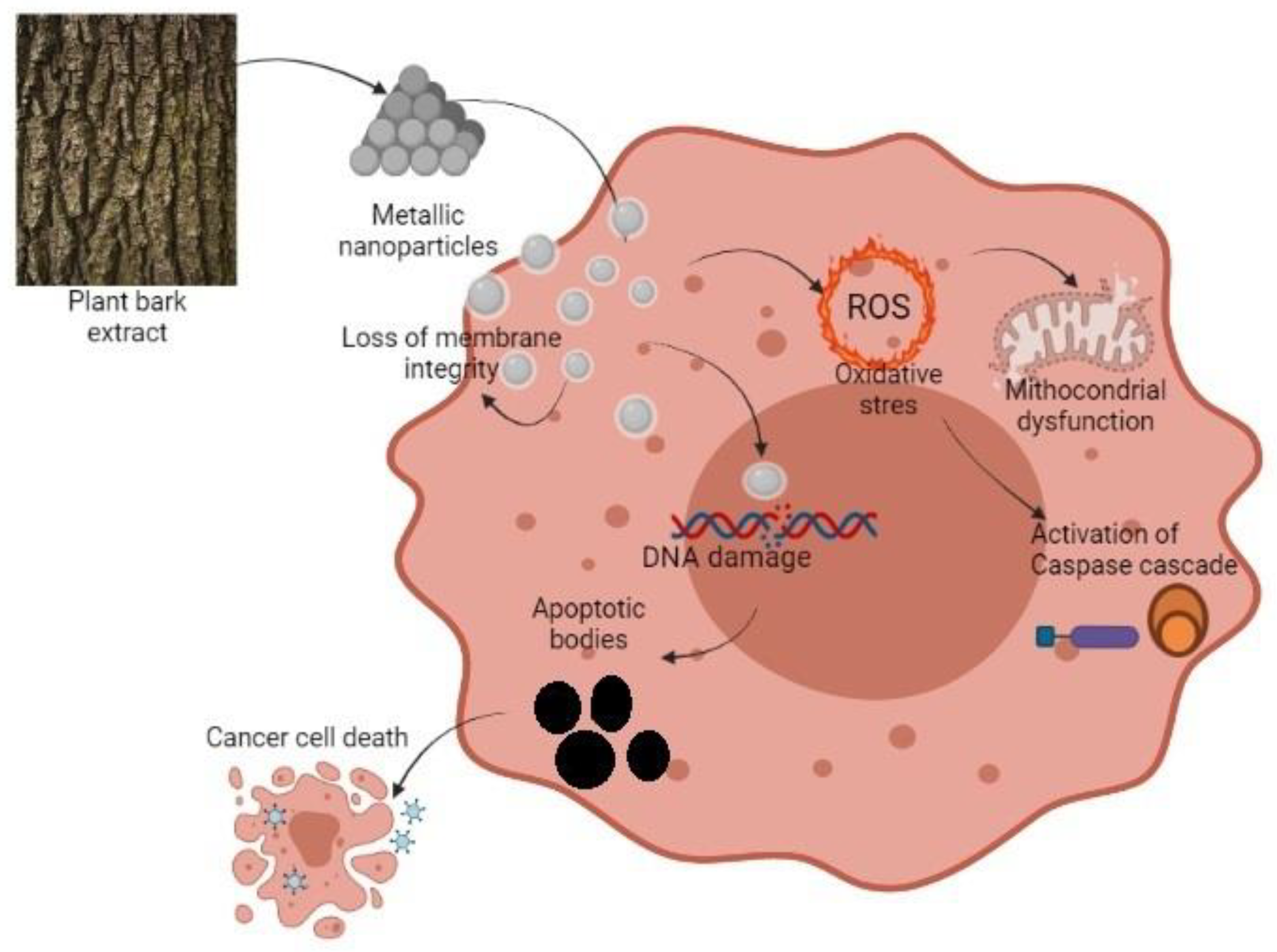 Plants 10 01895 g002