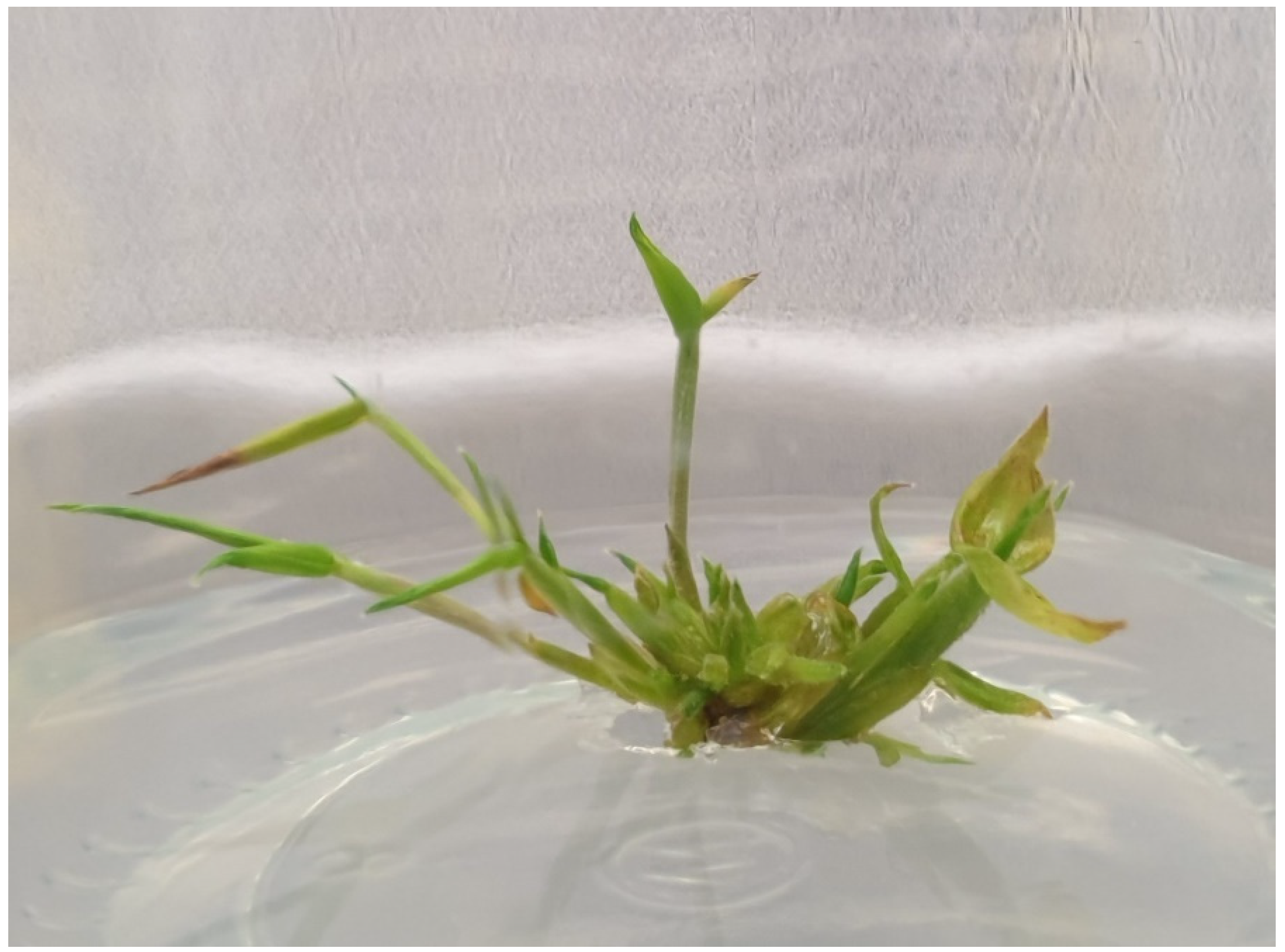 Plants 10 01897 g002 Plants 10 01897 g002