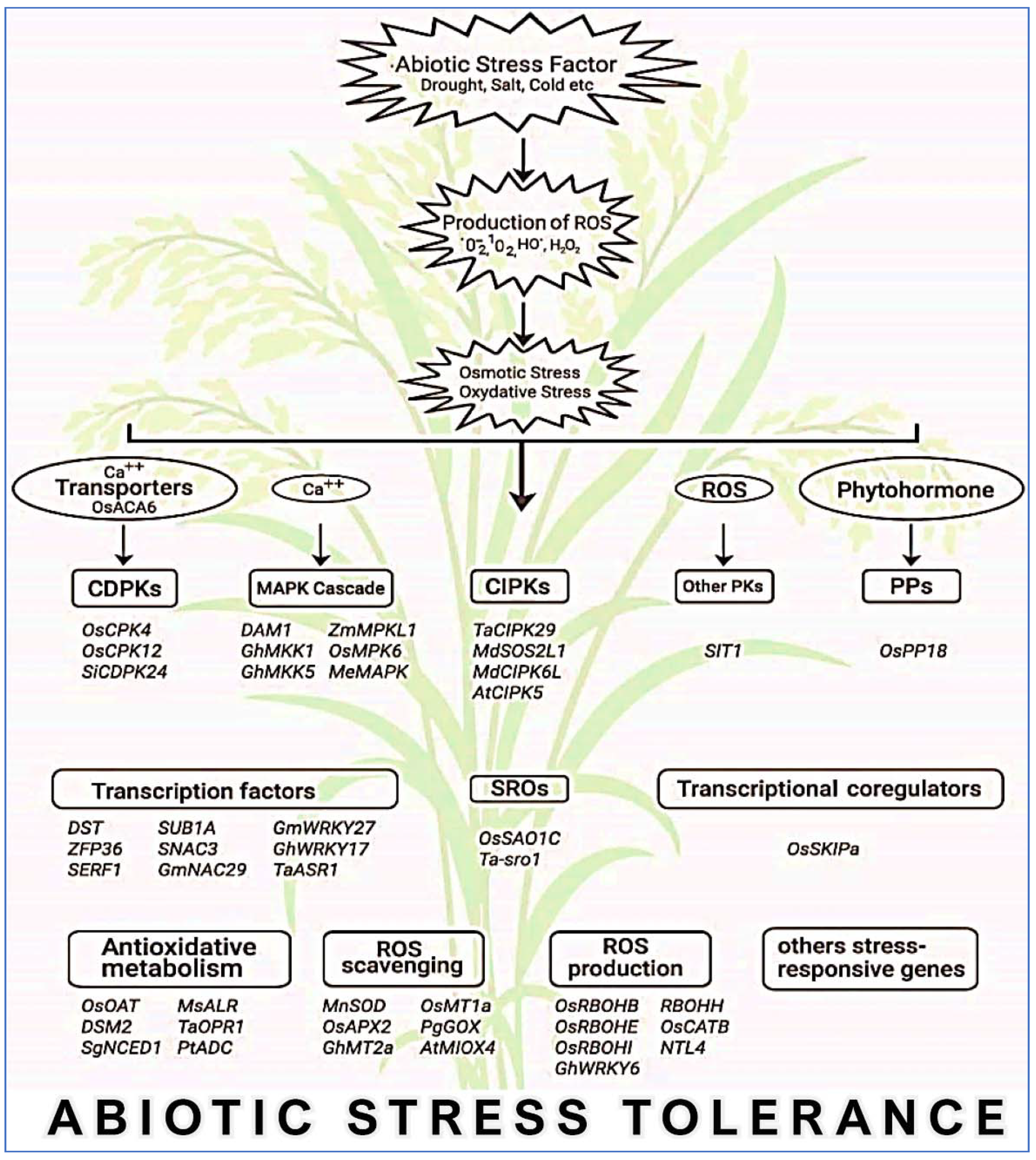 Plants 10 01910 g007