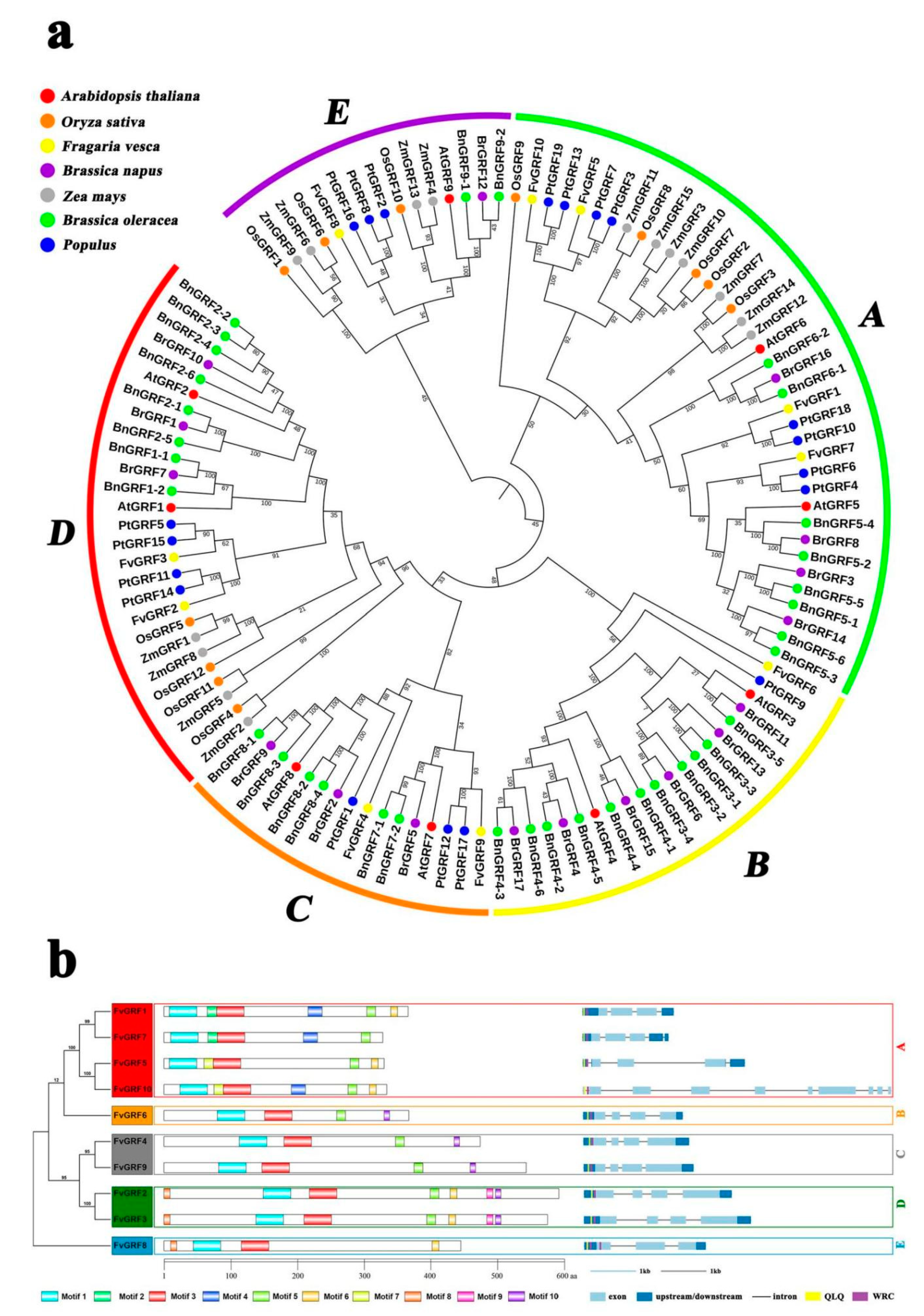Plants 10 01916 g001