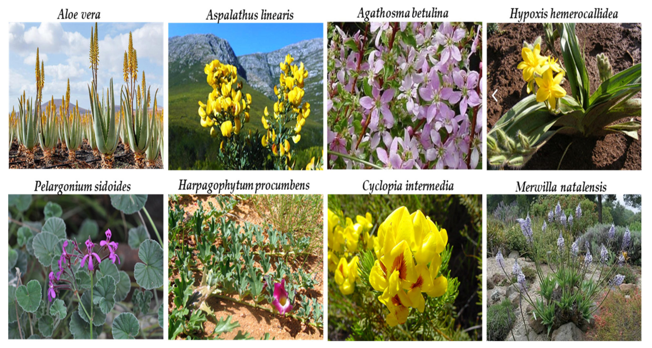 Plants 10 01929 g003