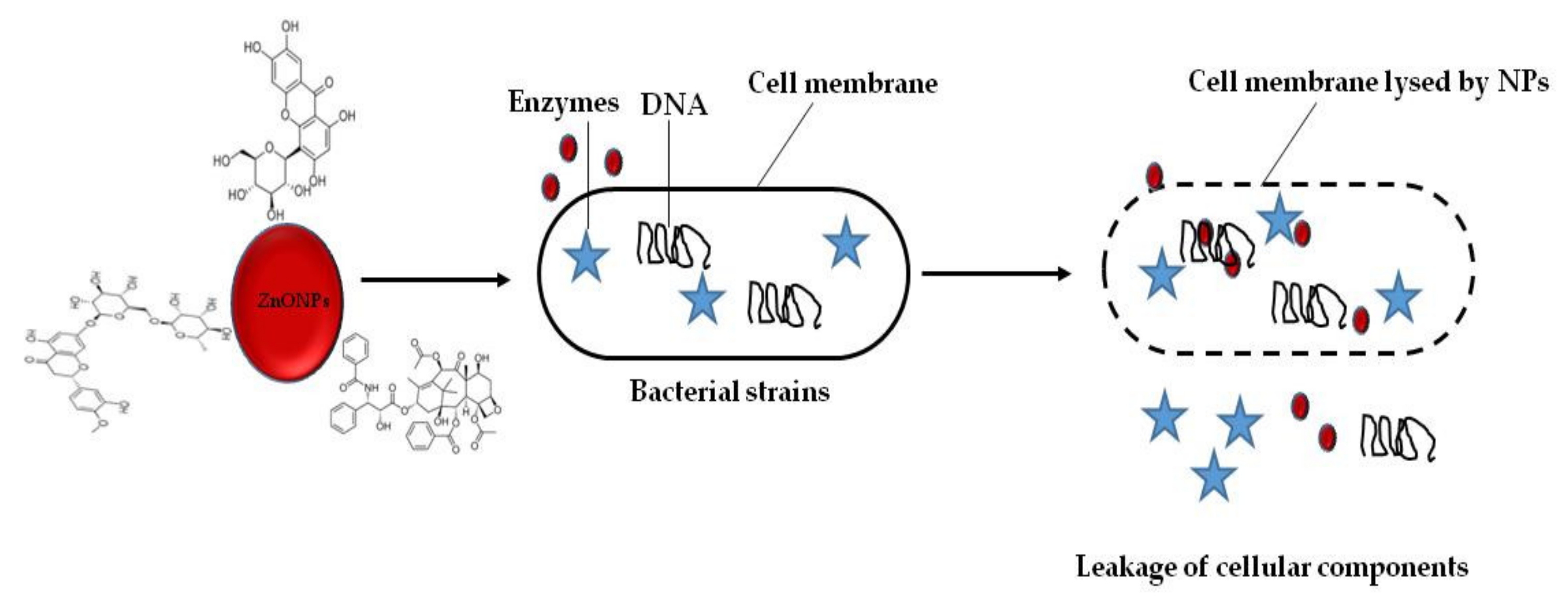 Plants 10 01929 g004