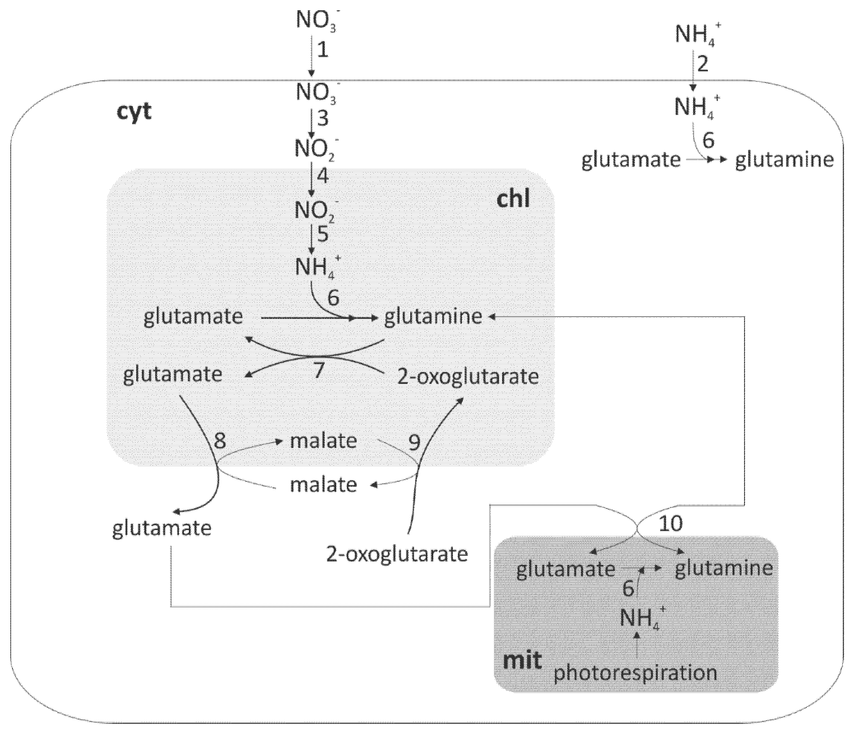 Plants 10 01932 g001