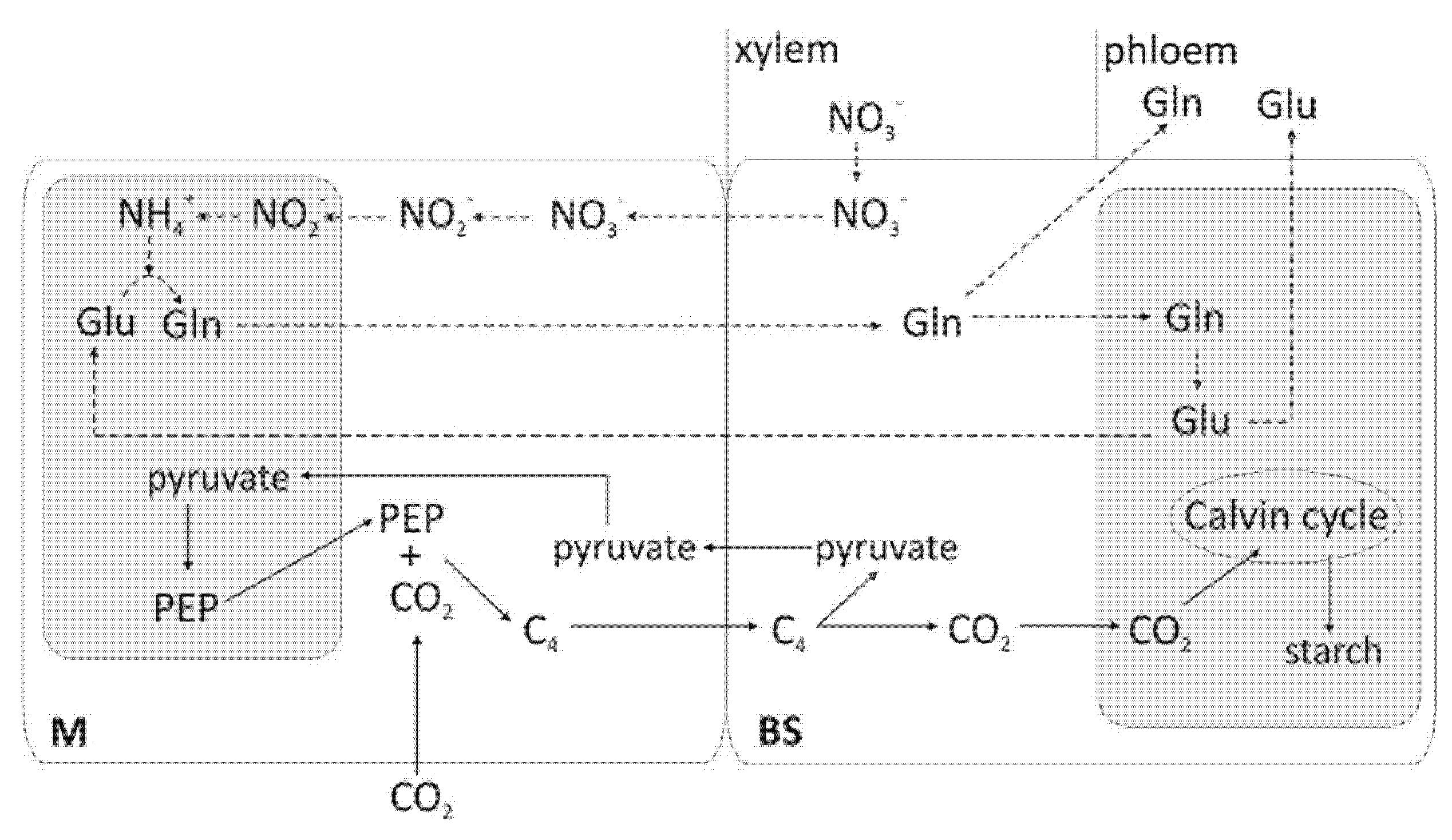 Plants 10 01932 g003