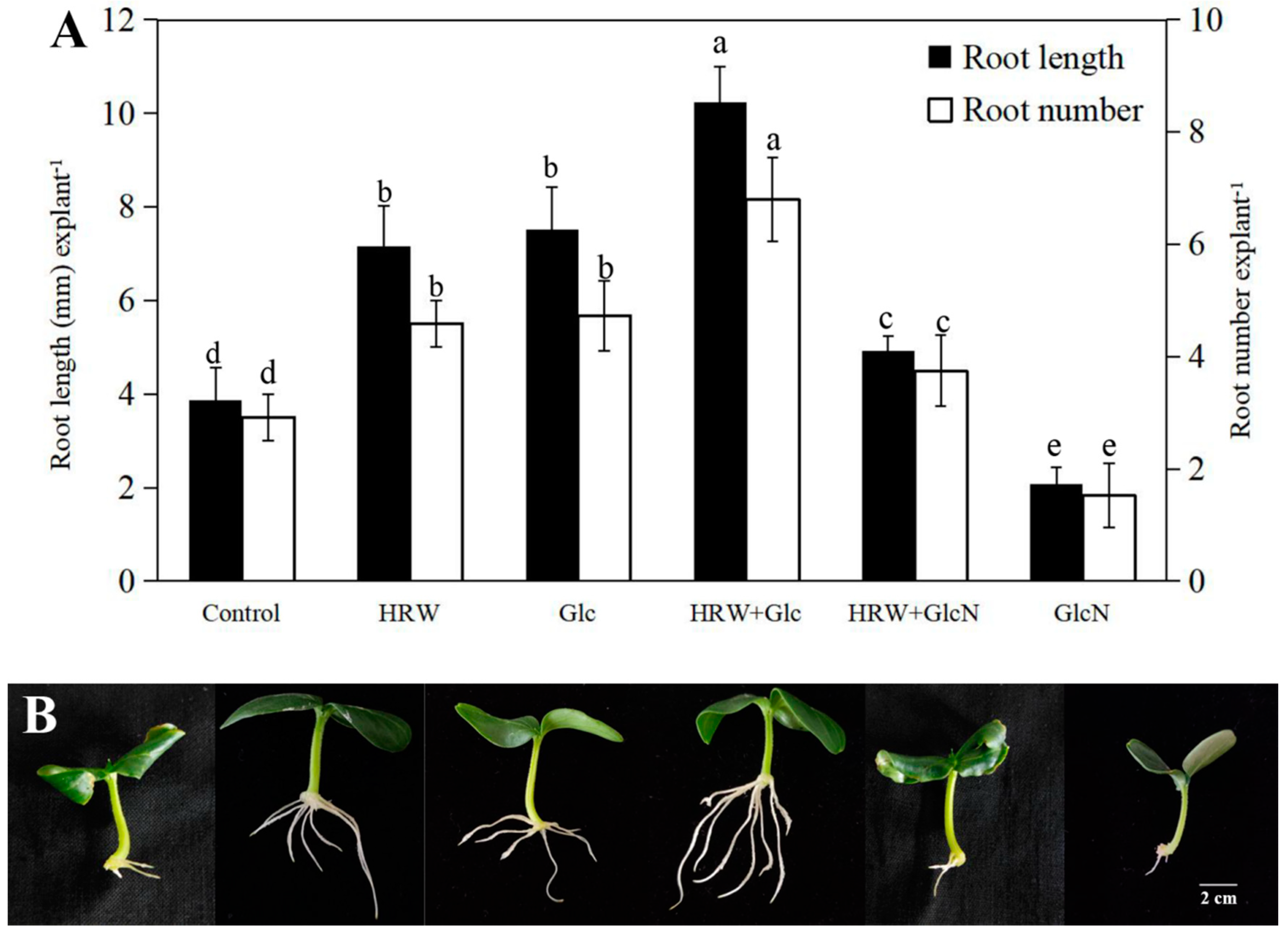 Plants 10 01937 g001