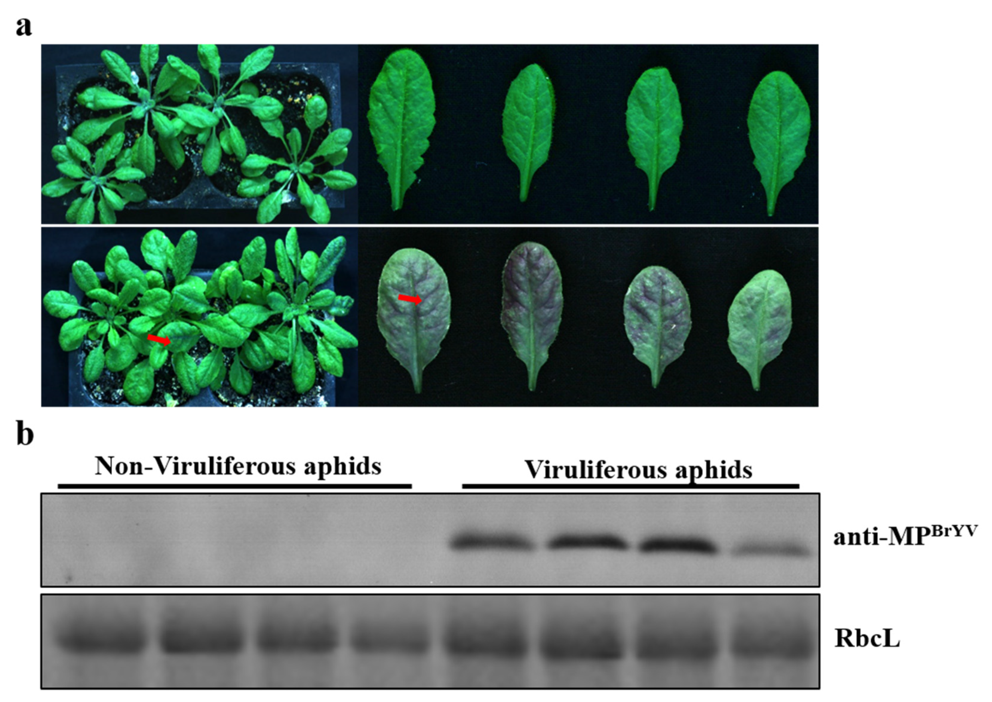 Plants 10 01944 g002