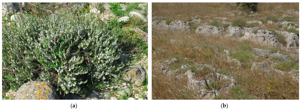 Plants 10 01952 g002