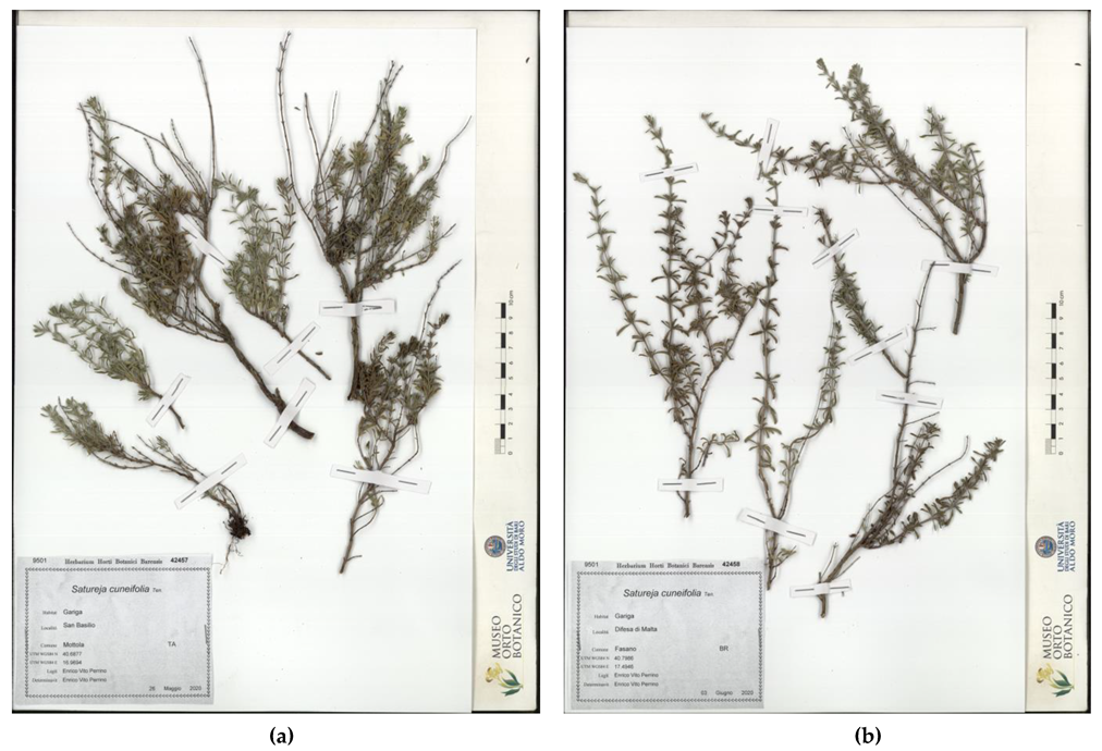 Plants 10 01952 g003