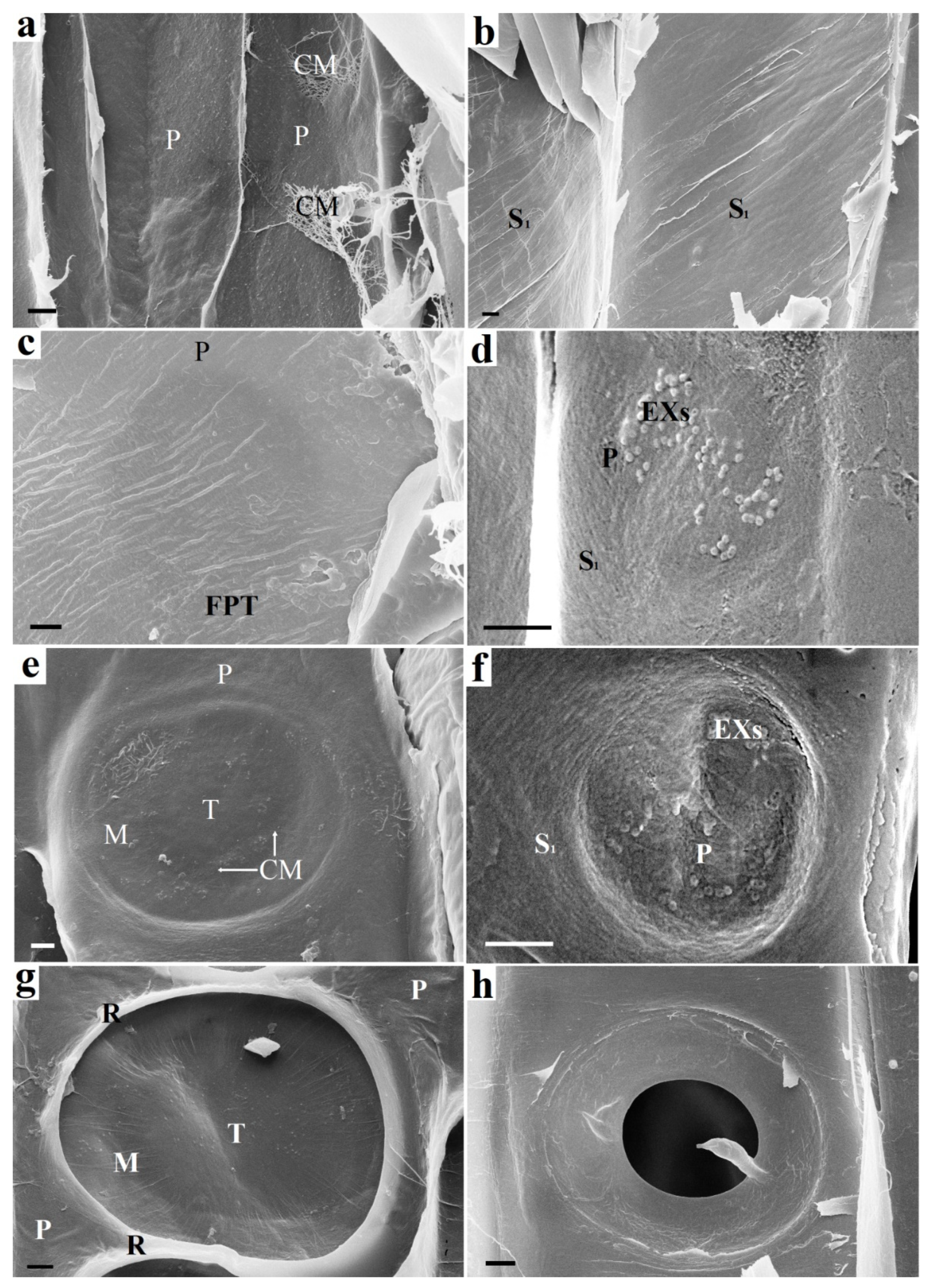 Plants 10 01968 g002 Plants 10 01968 g002