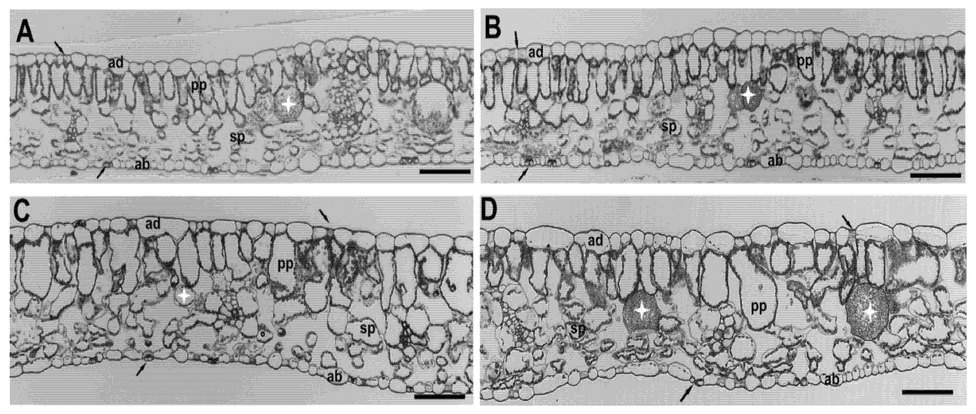 Plants 10 01975 g004