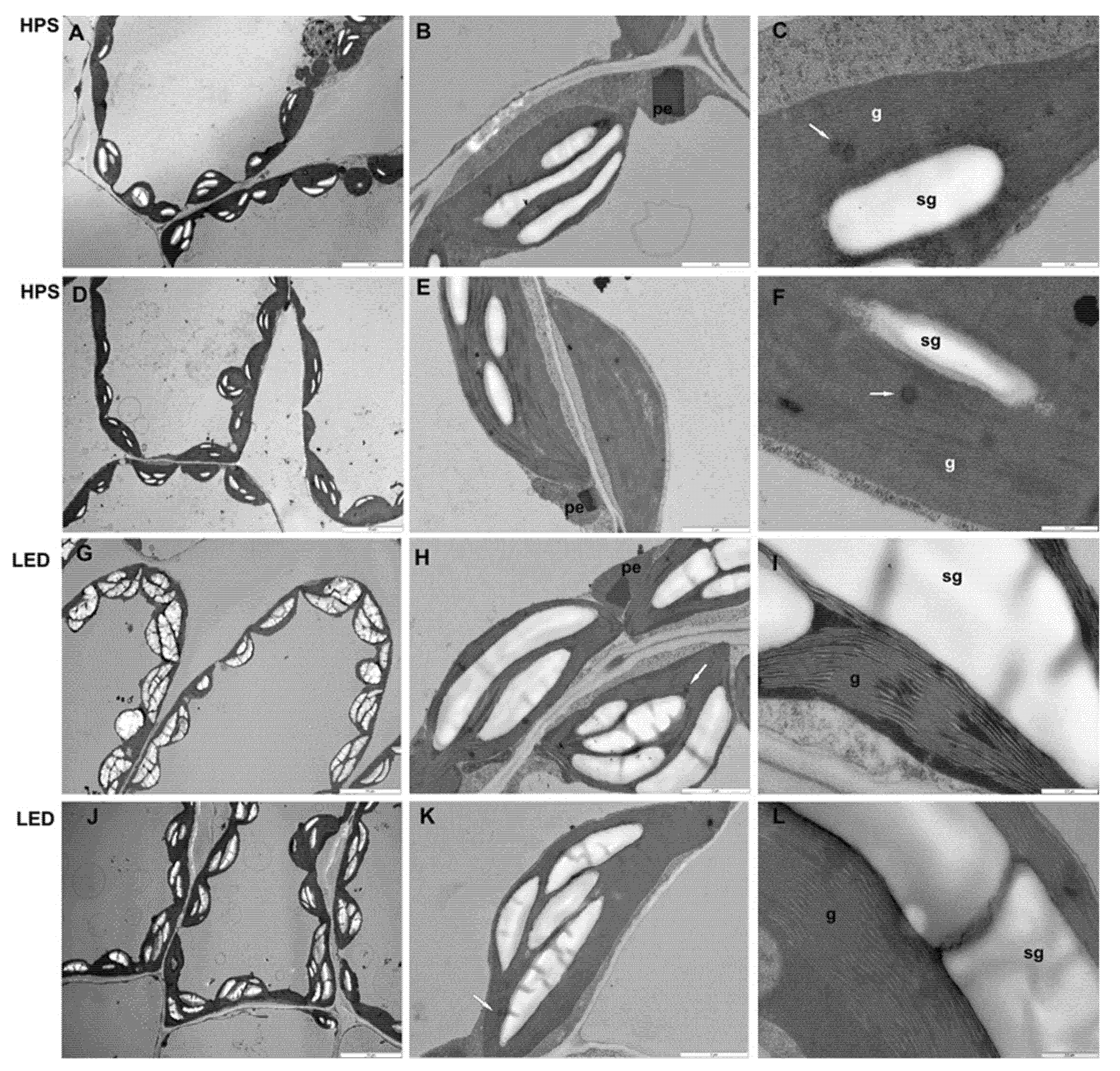 Plants 10 01975 g005